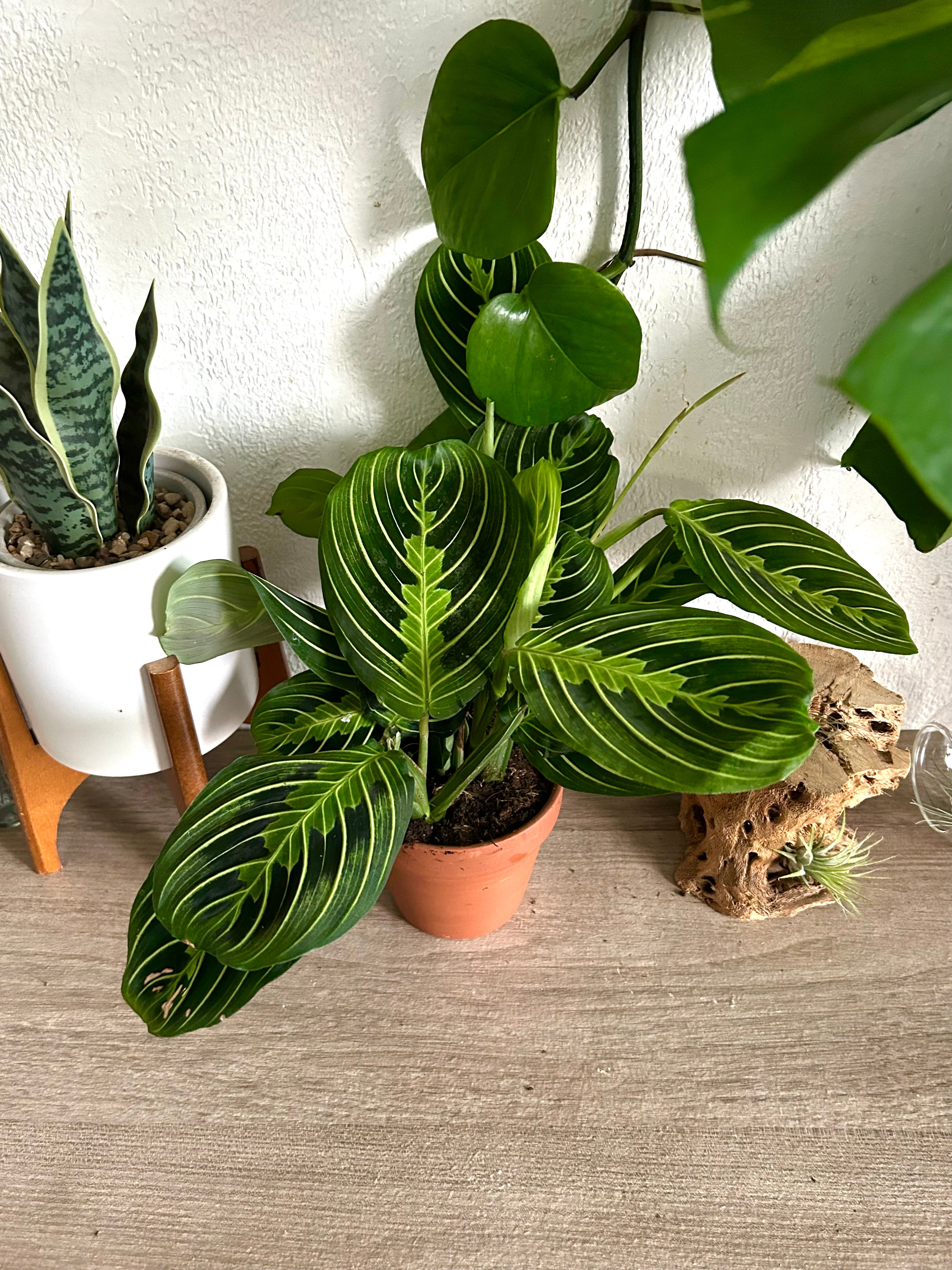 Maranta Lemon Lime Prayer Plant