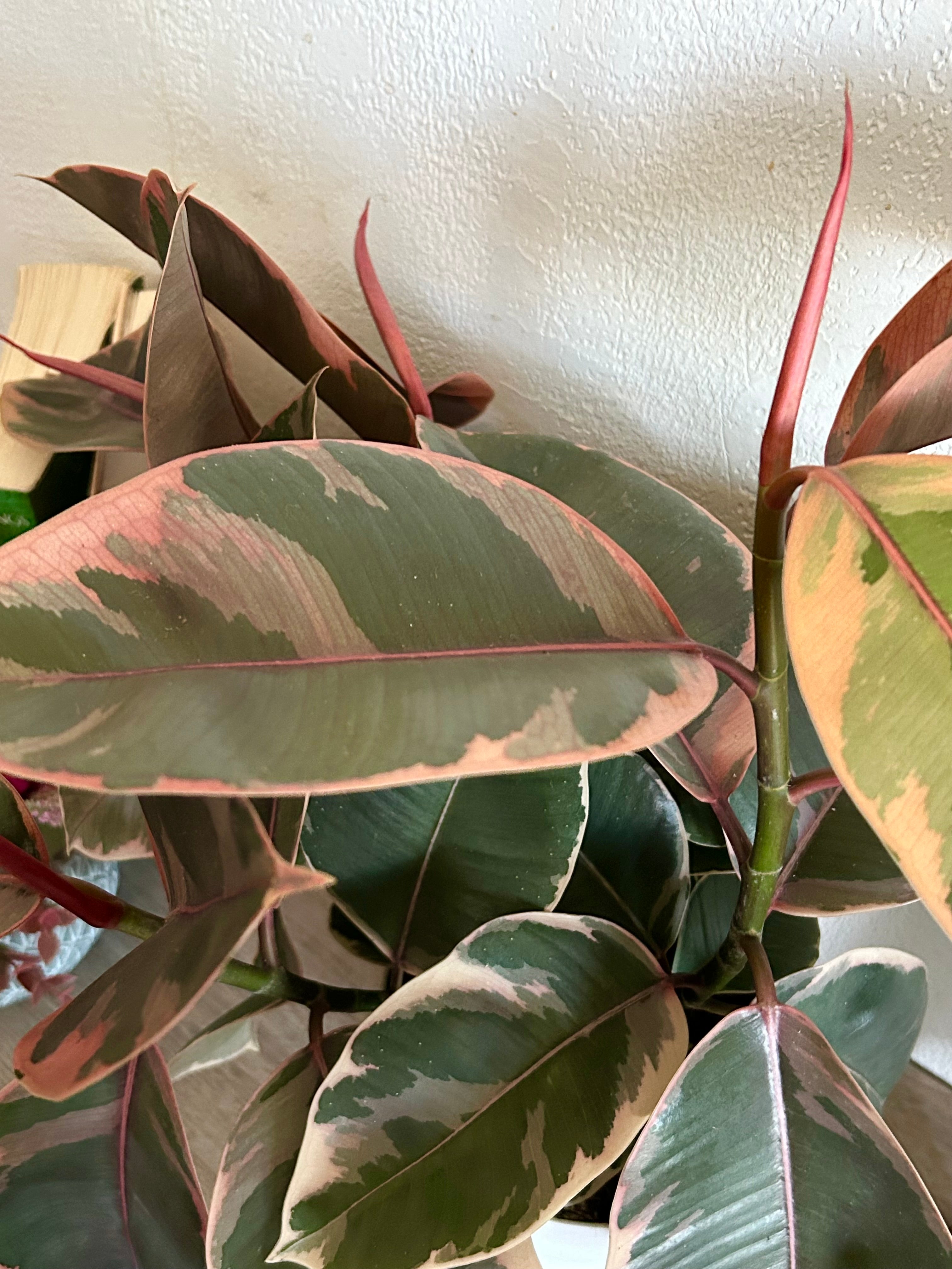 Ficus Tineke, Ruby Rubber Tree