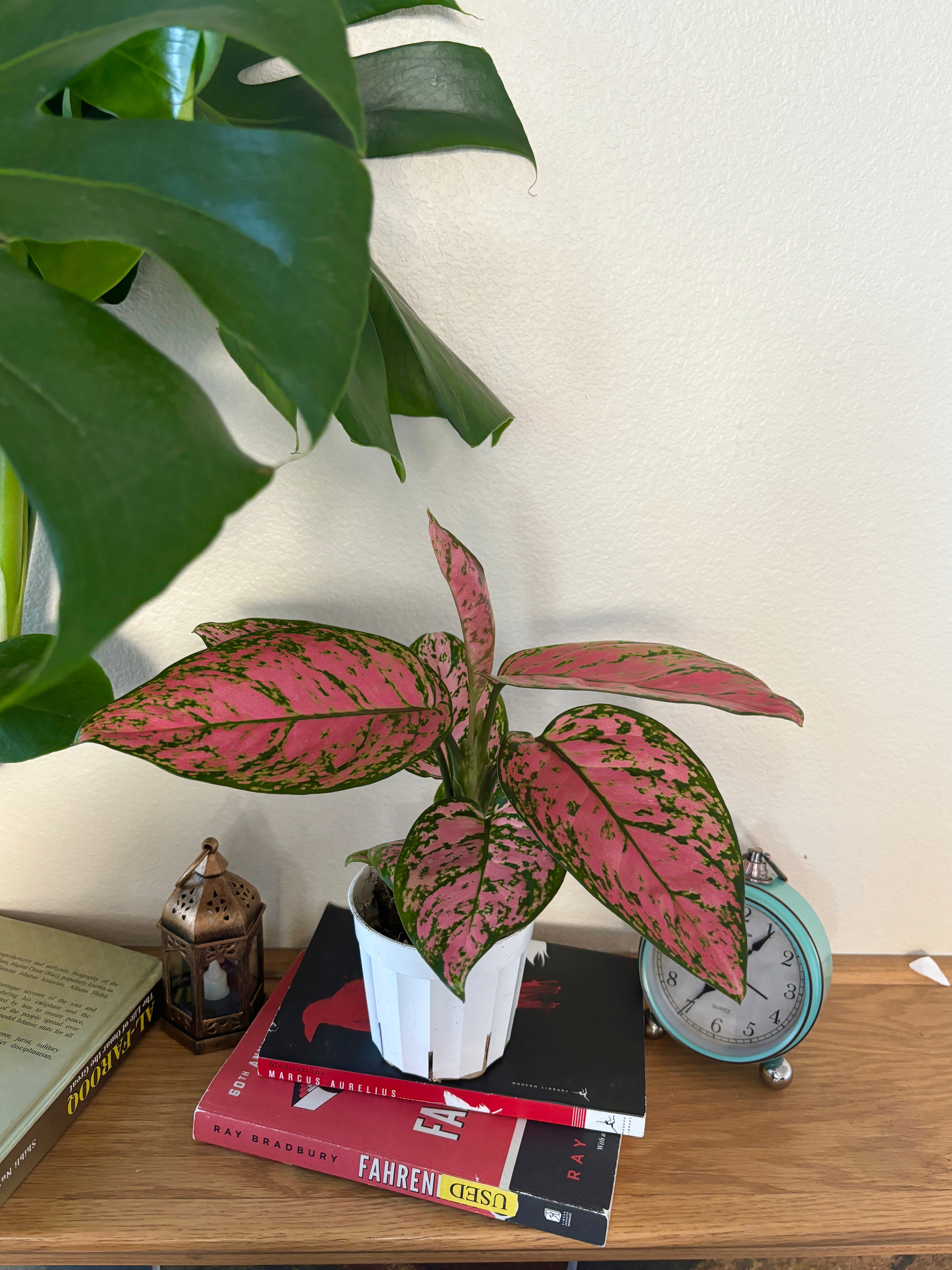 Aglaonema “Pink Lady” Valentine, Chinese Evergreen