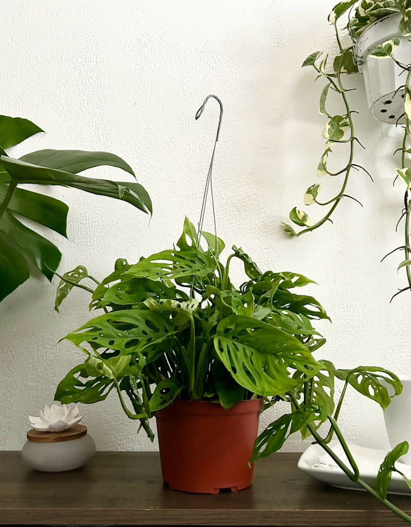 Monstera Andonsonii Live Trailing Plant In 6” Hanging Pot