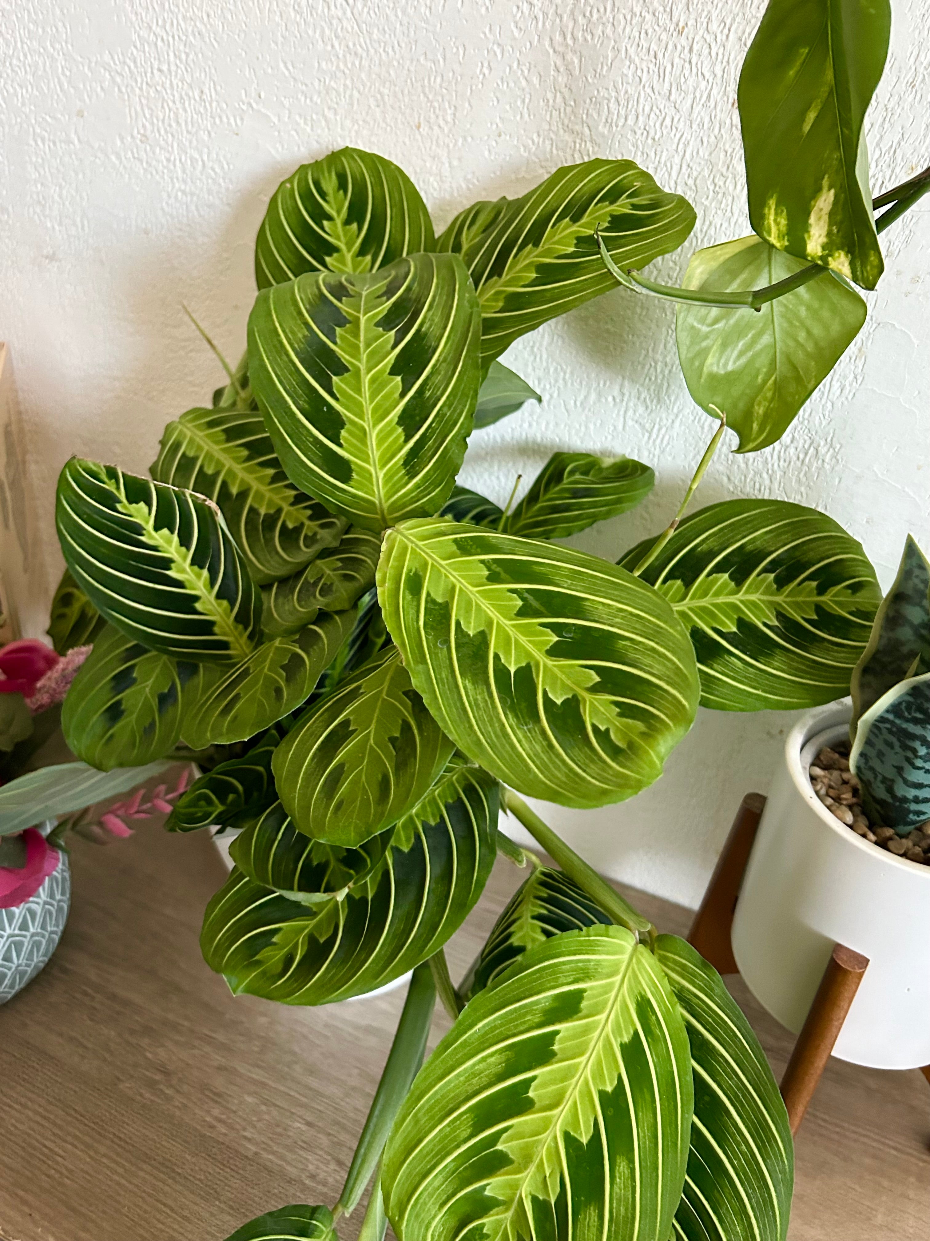 Large Maranta Lemon Lime Prayer Plant