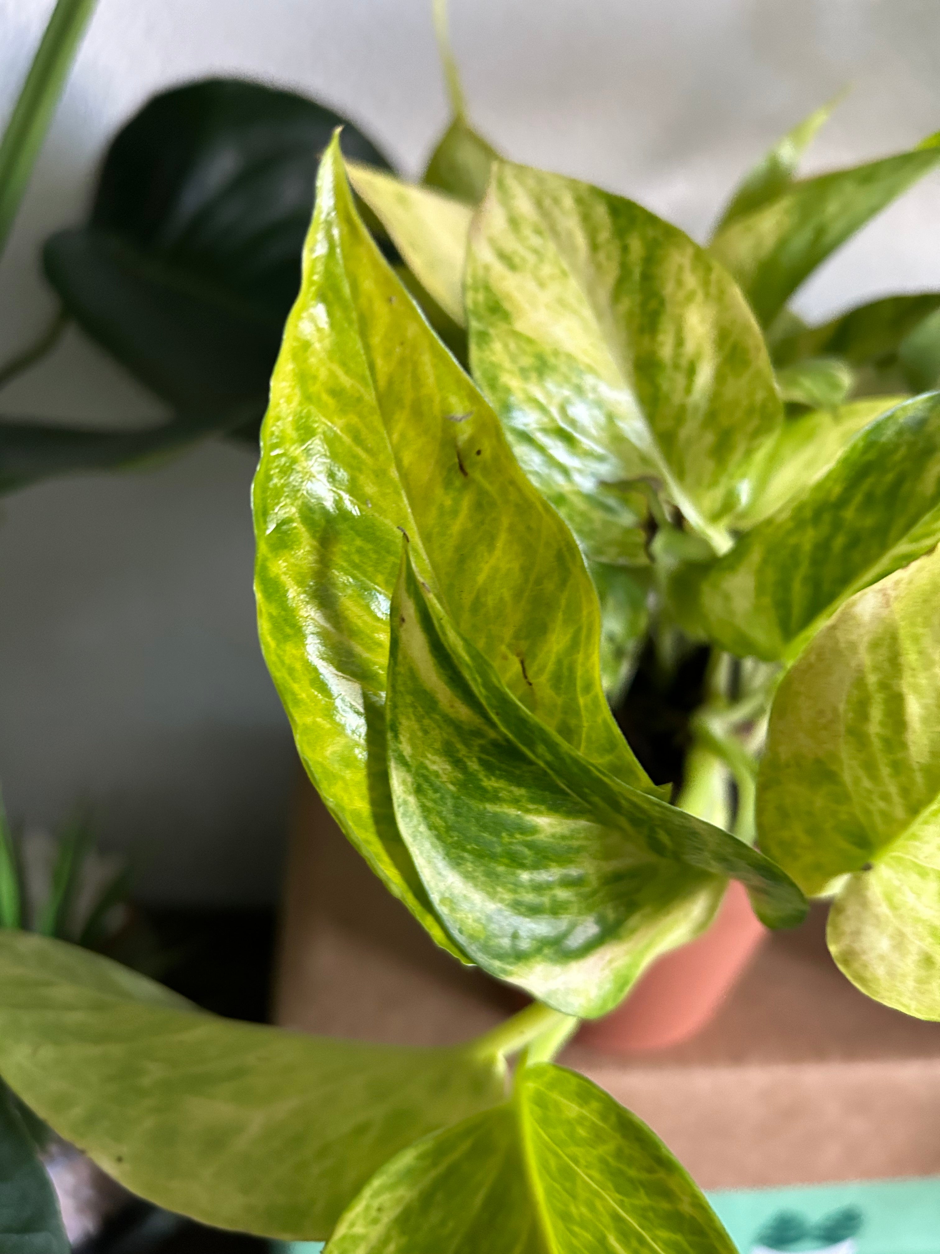 Pothos Variety Pack - 3 Assorted Plants