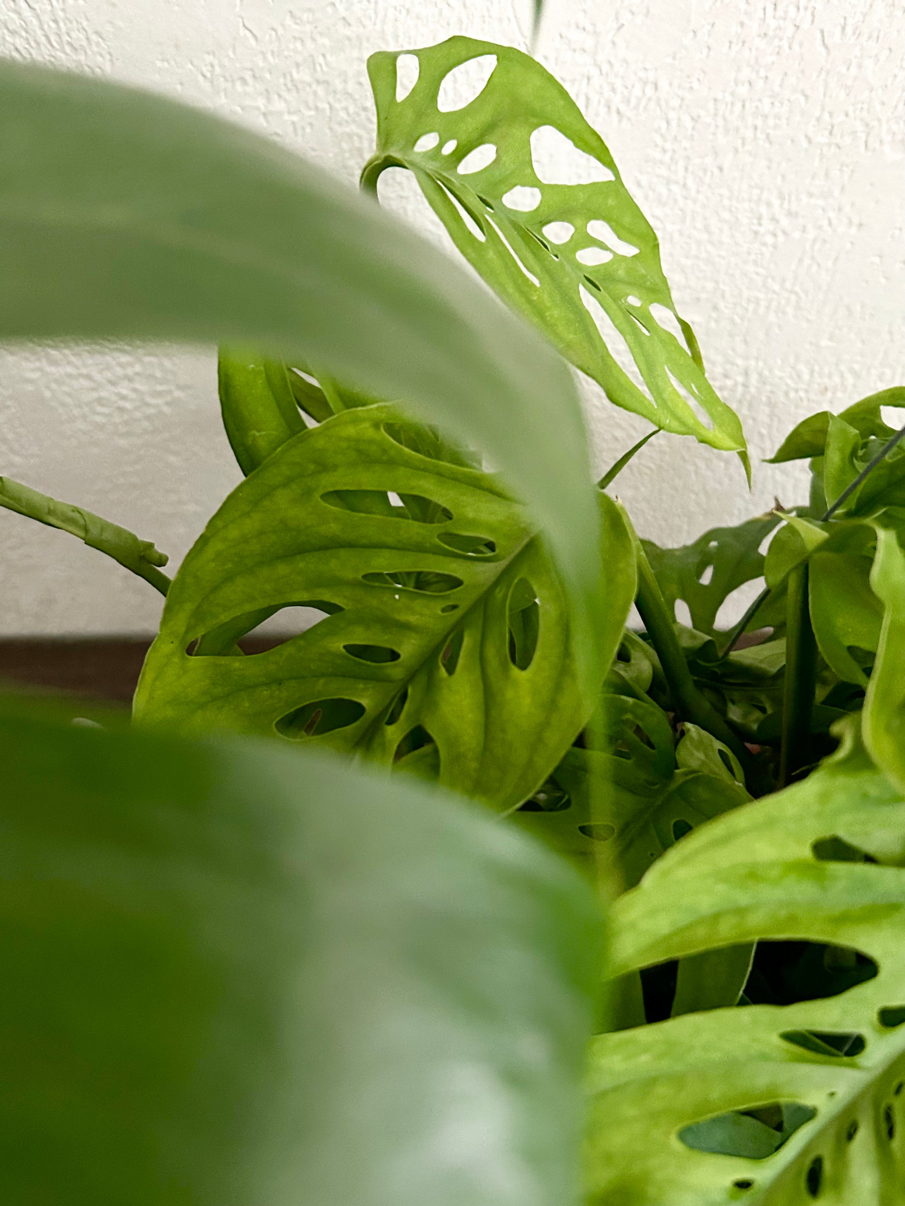 Monstera Andonsonii Live Trailing Plant In 6” Hanging Pot