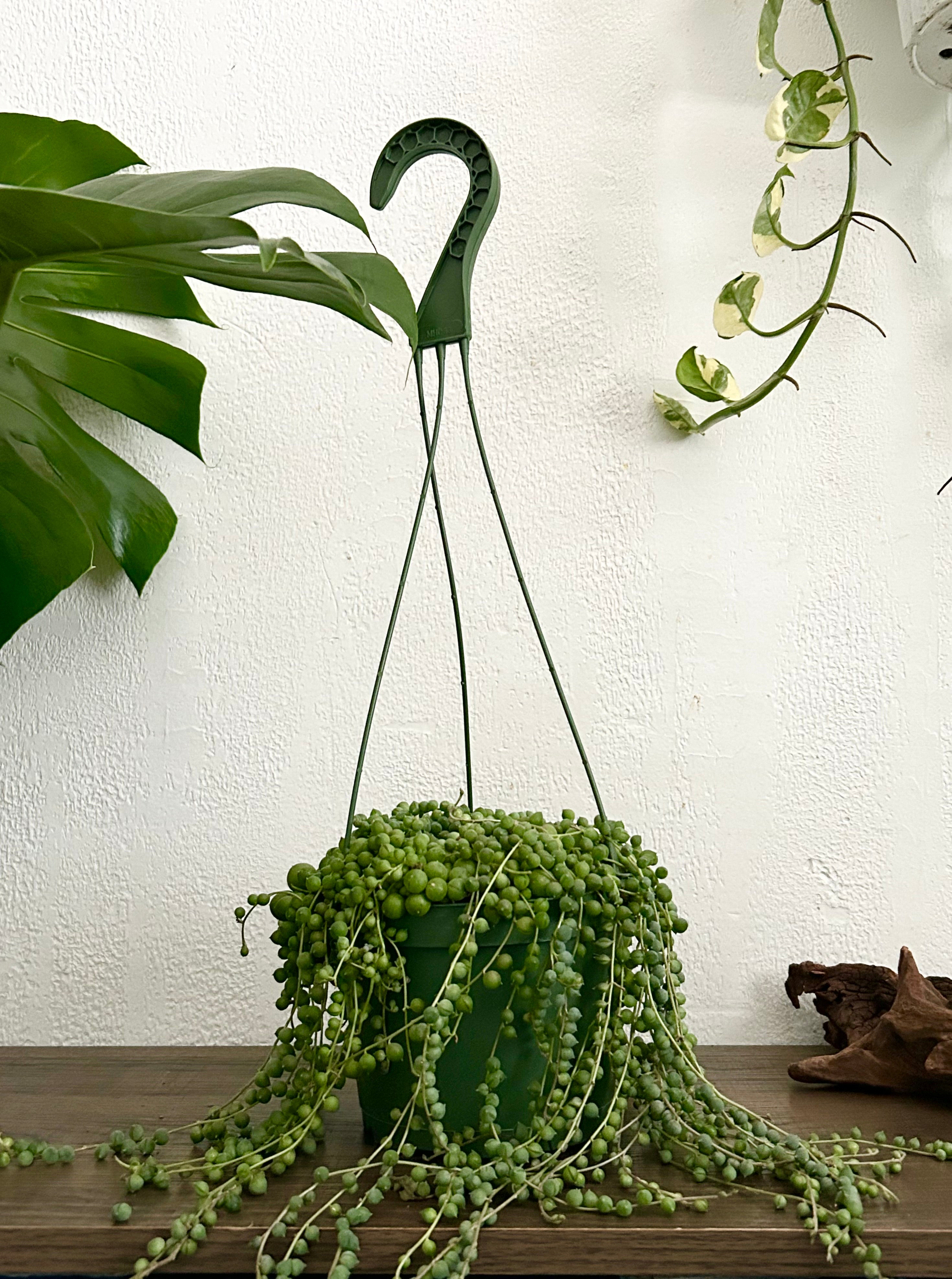 String of Pearls Succulent In 6” Hanging Pot
