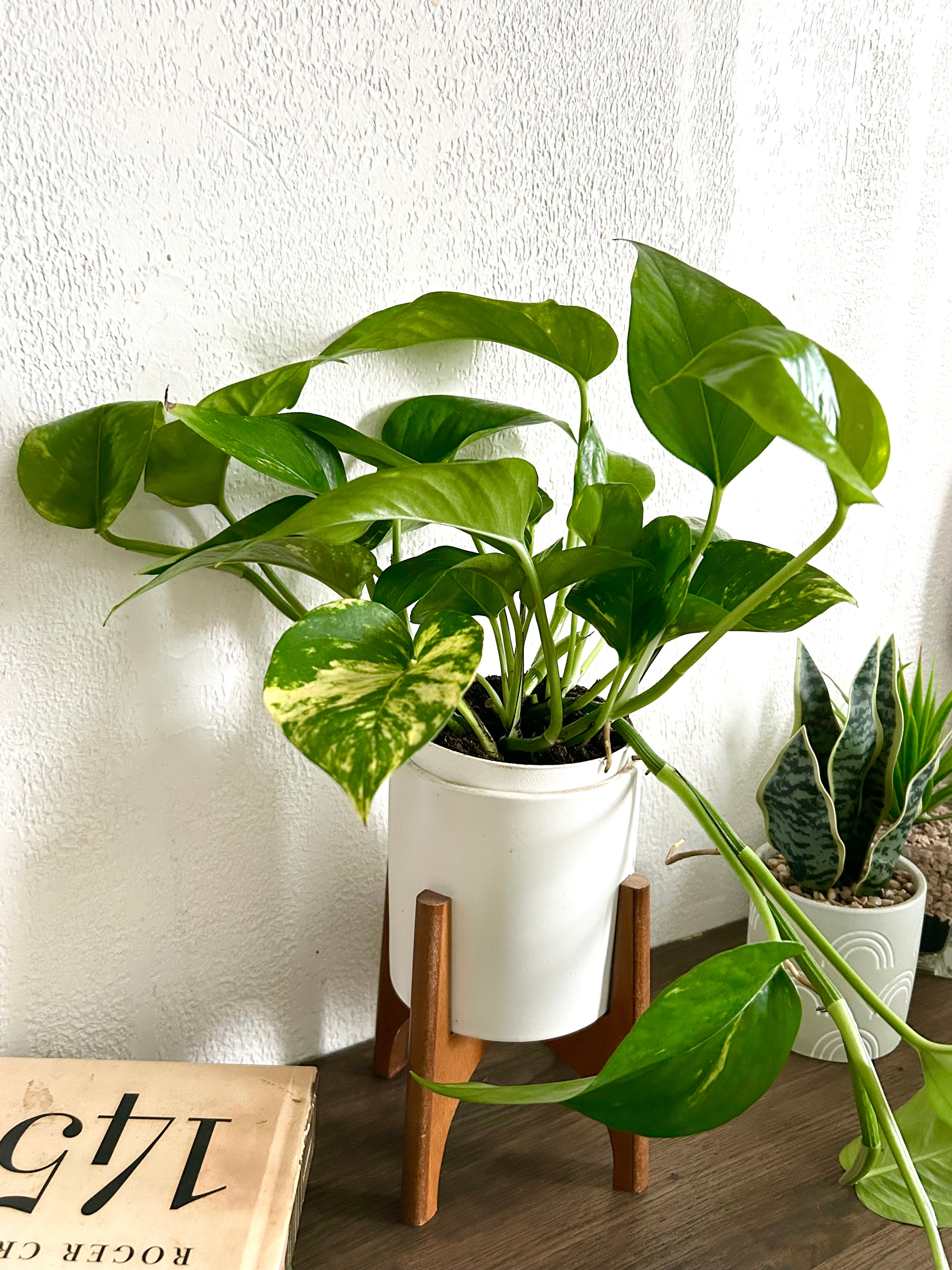 Golden Pothos