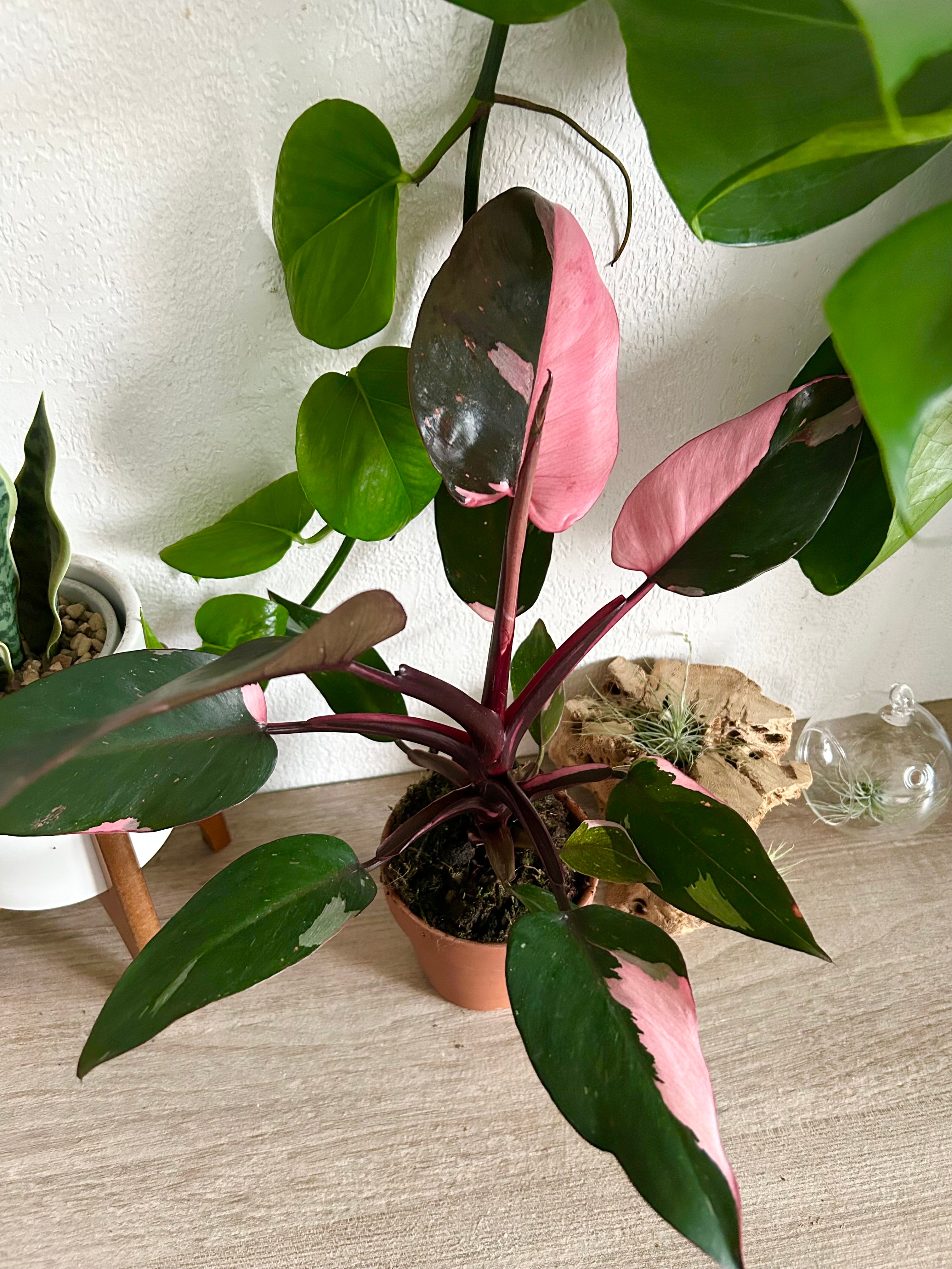 Pink Princess Philodendron