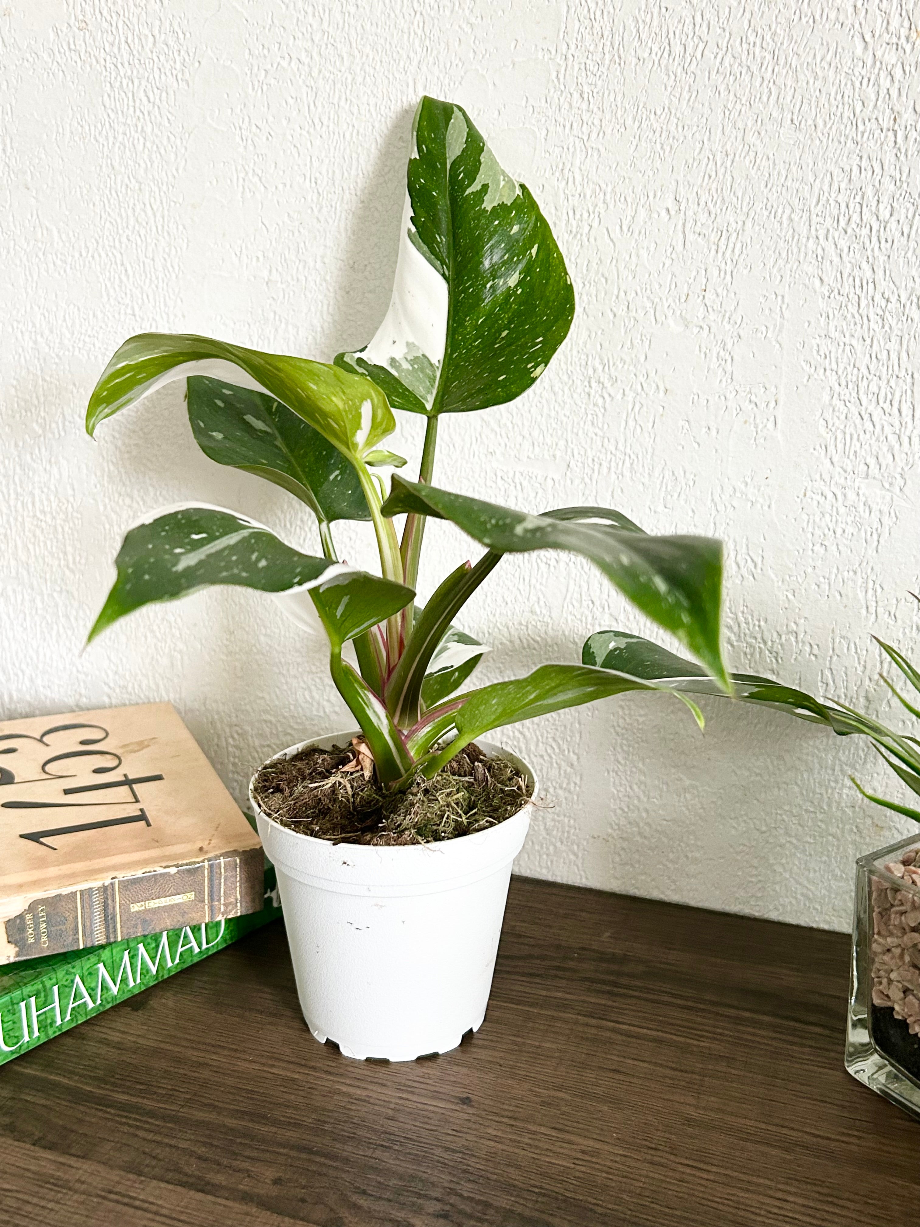 Rare Philodendron White Wizard