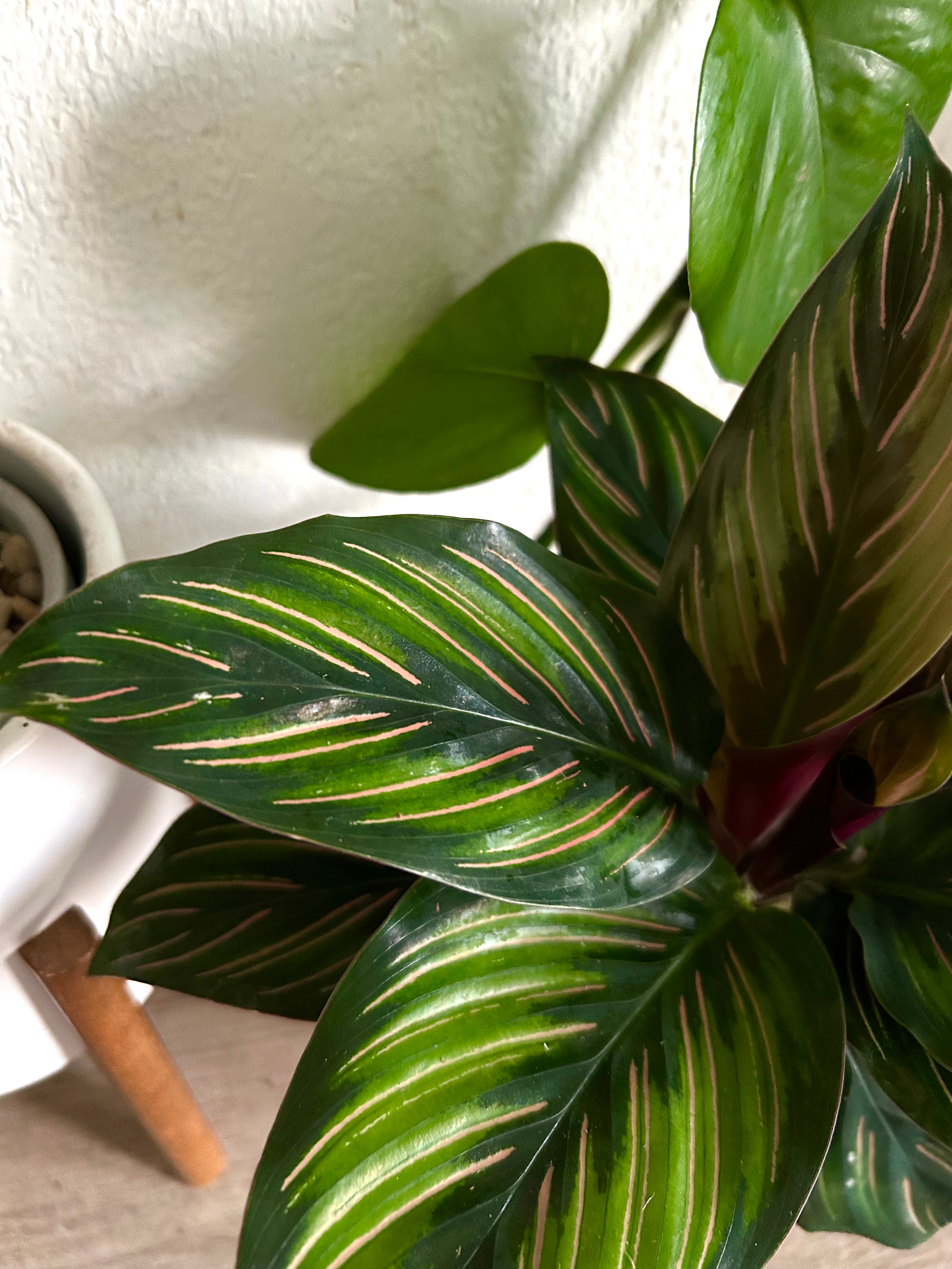 Calathea Beauty Star