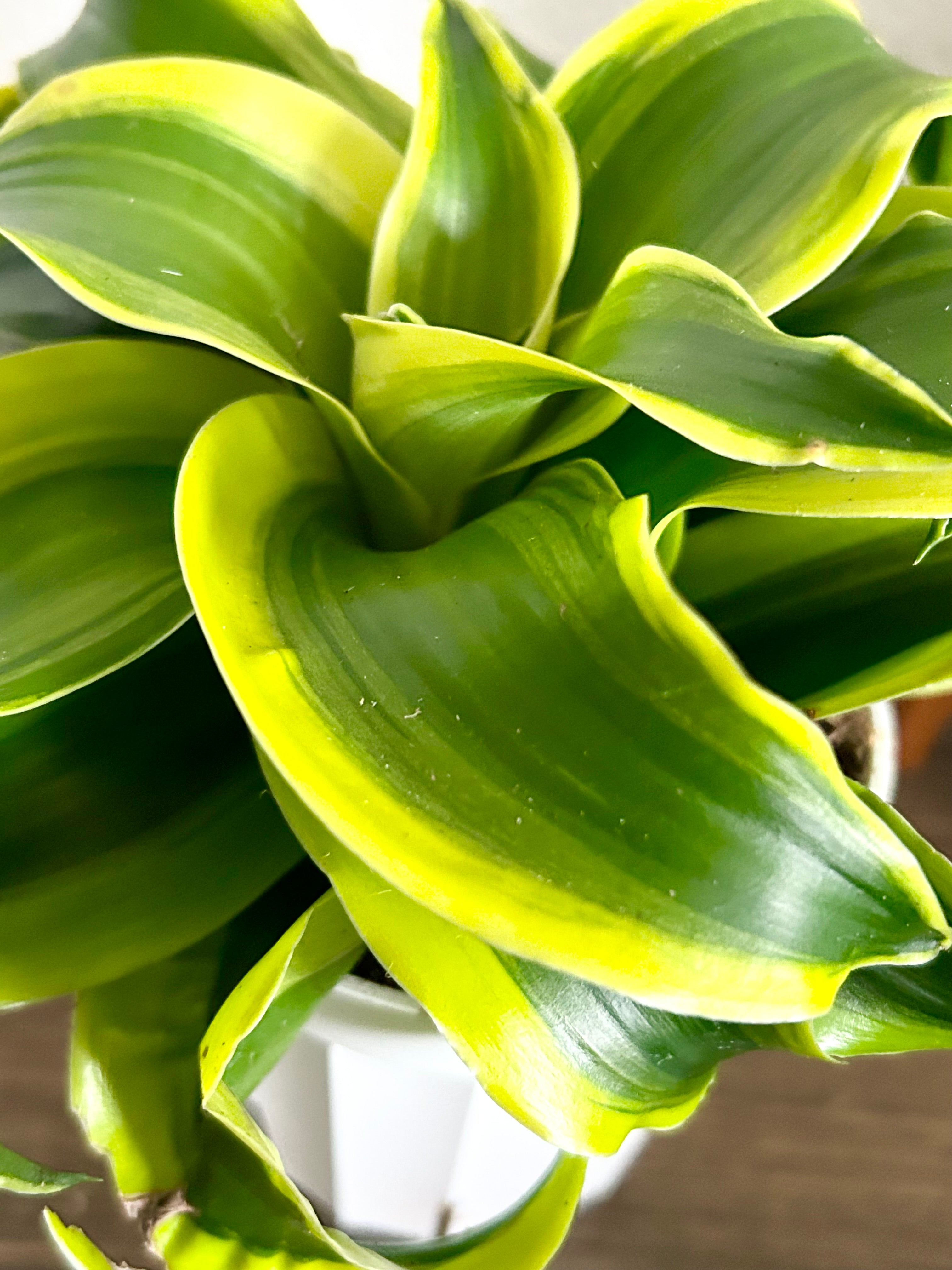 Dracaena Tornado