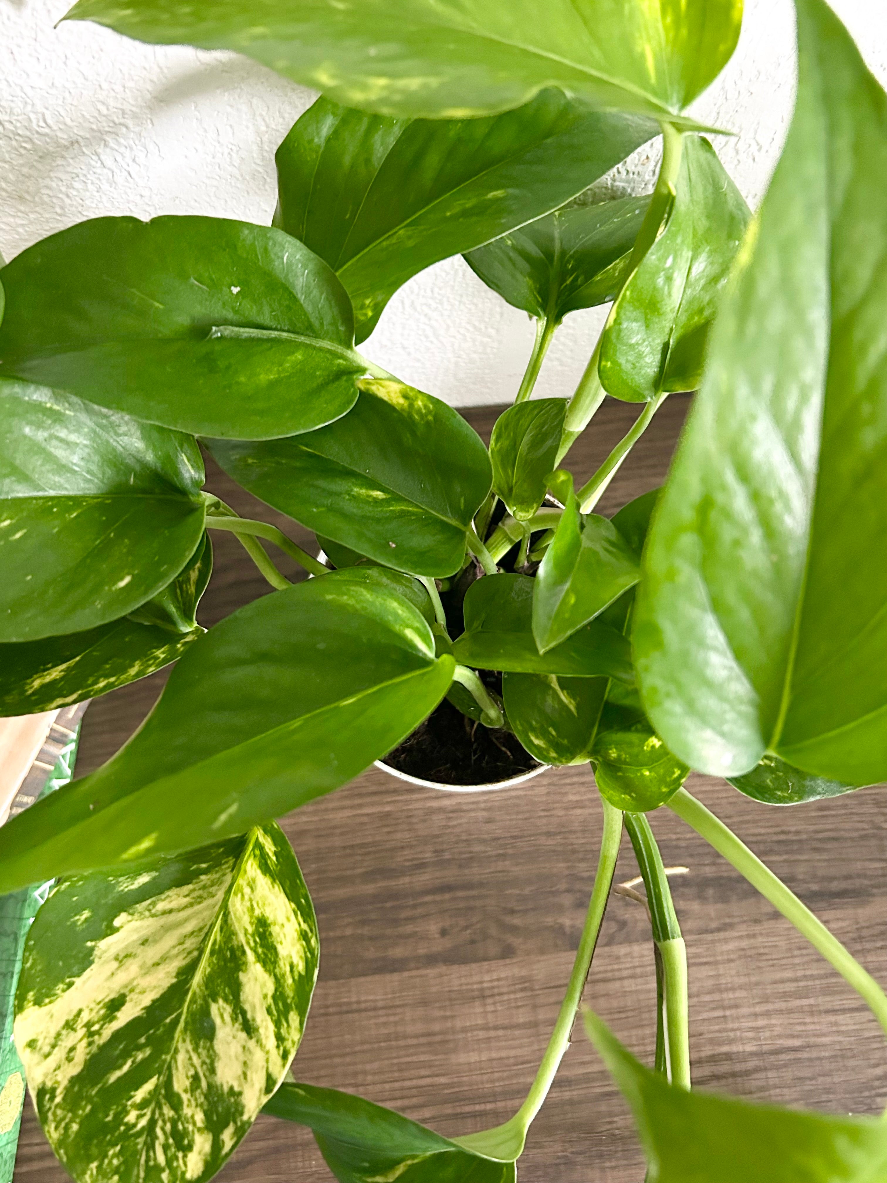 Golden Pothos