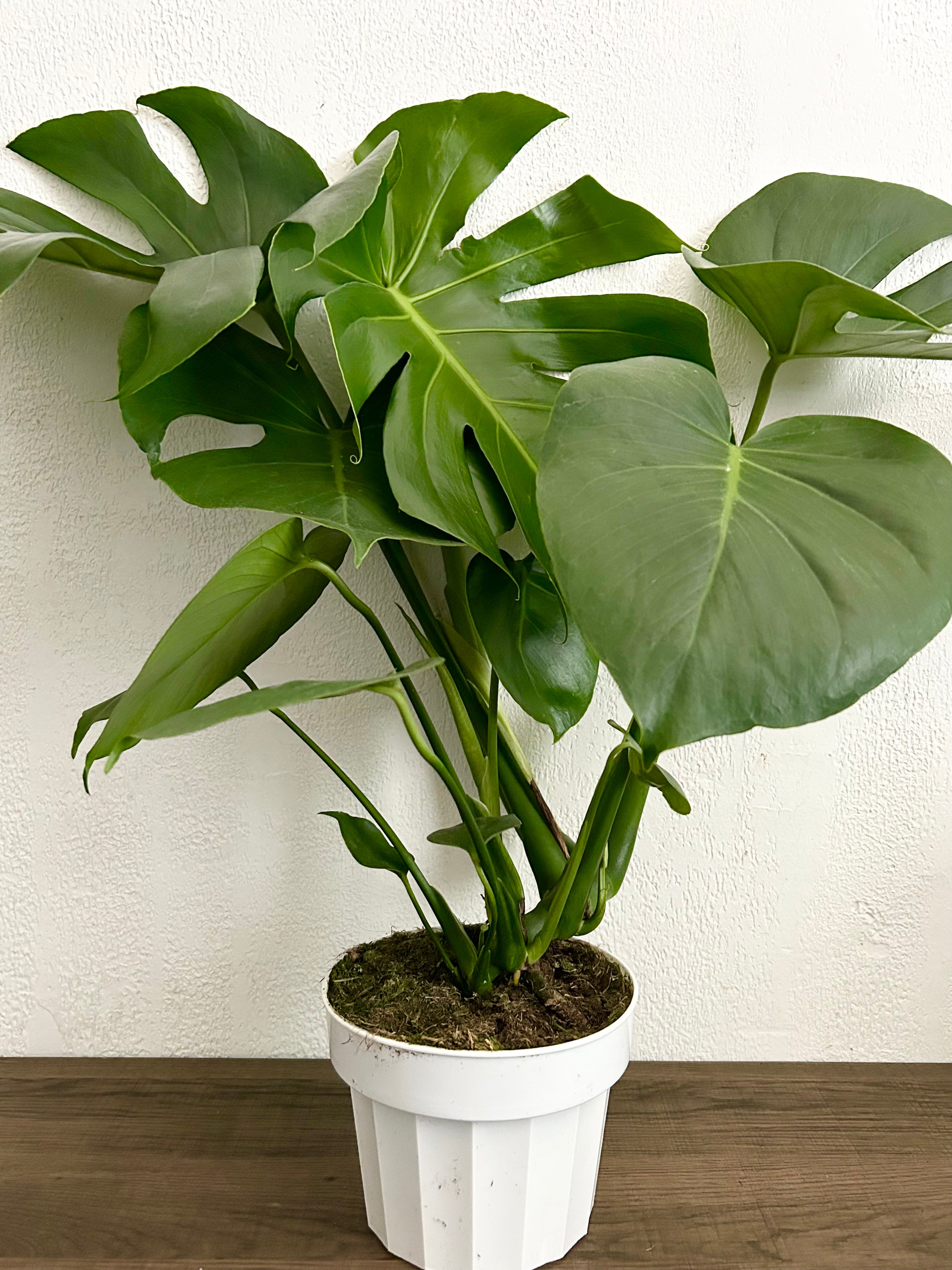 Large Form Monstera Deliciosa Live Plant - 6” Pot