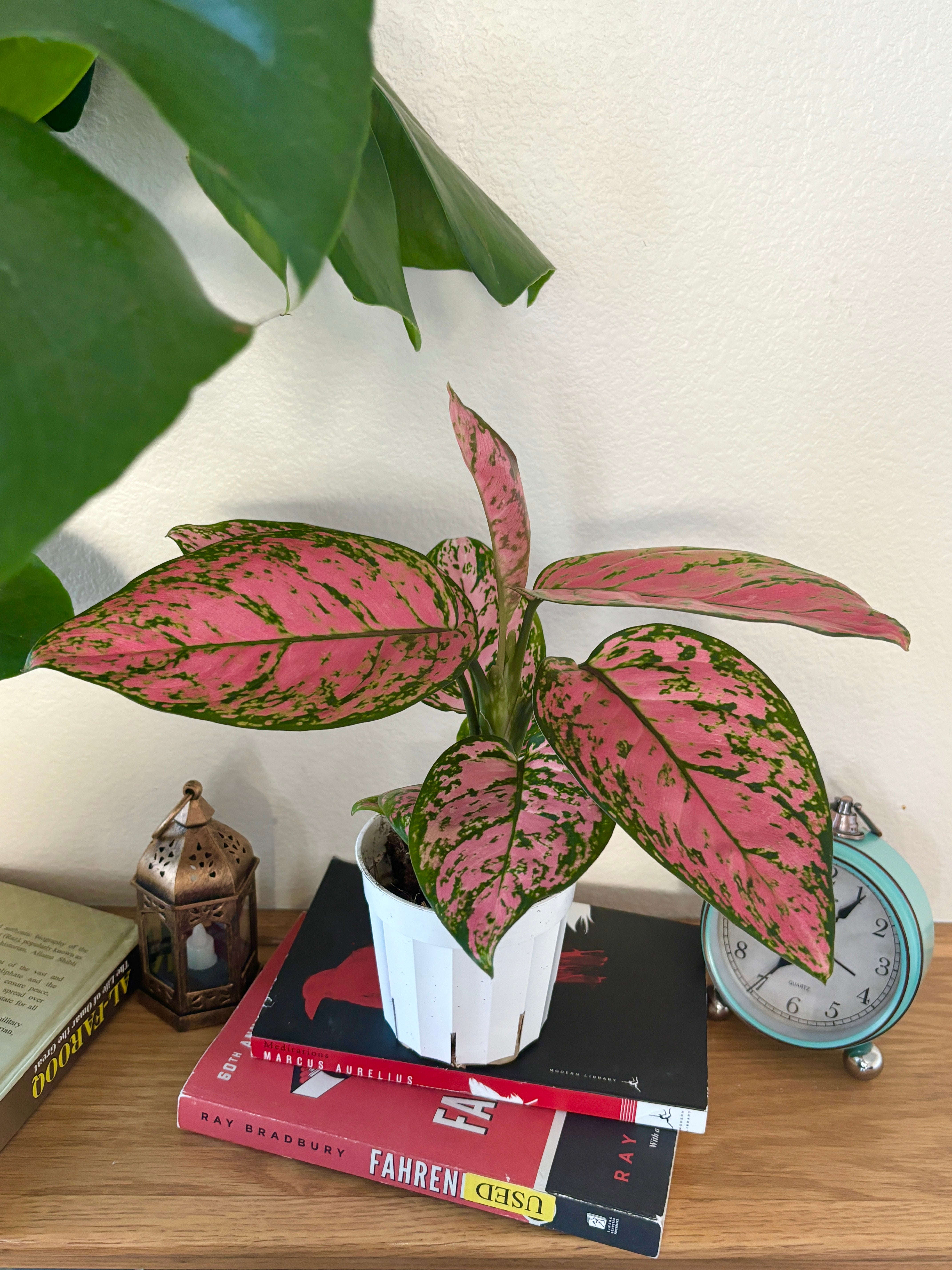 Aglaonema “Pink Lady” Valentine, Chinese Evergreen