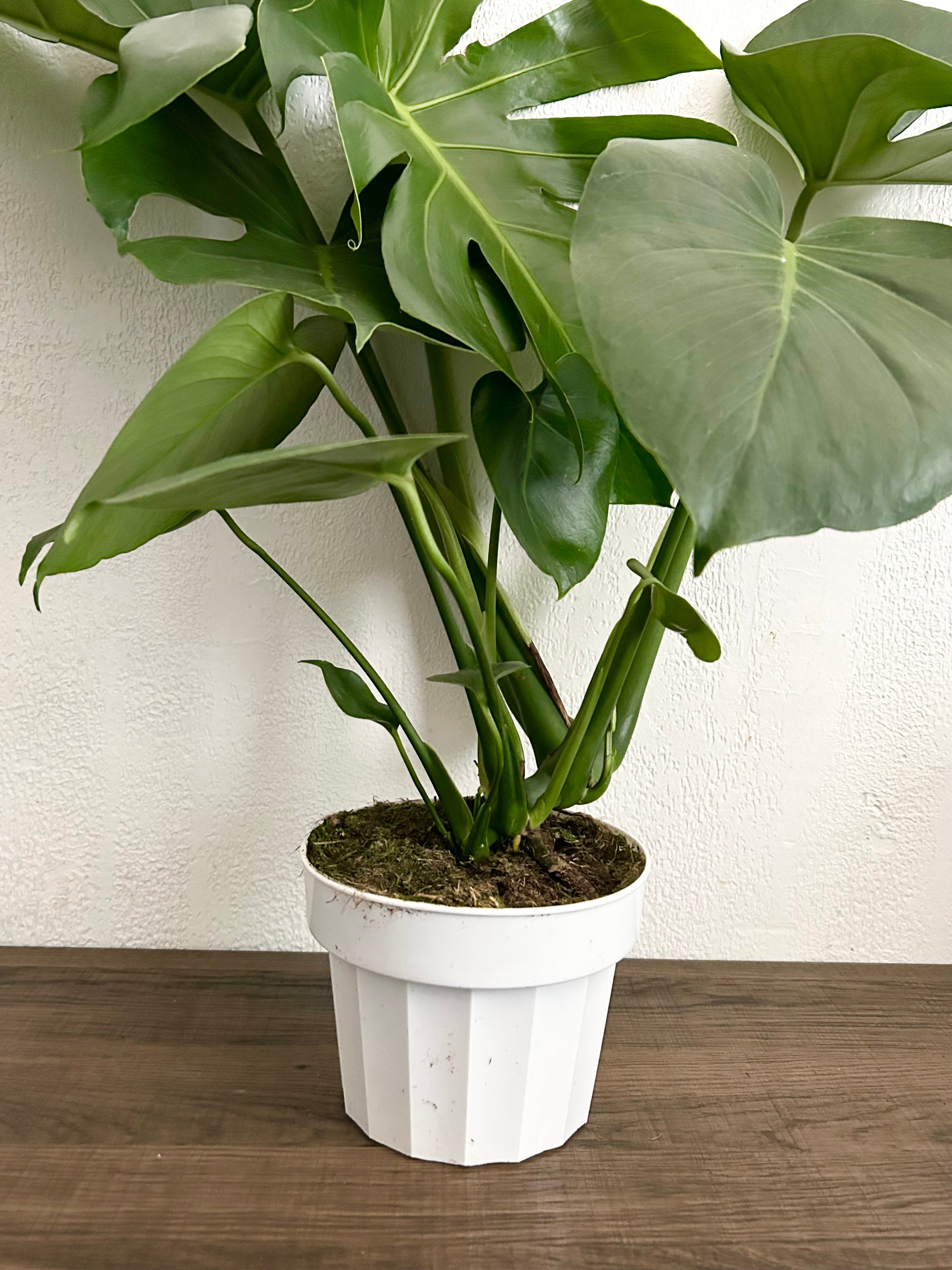 Large Form Monstera Deliciosa Live Plant - 6” Pot