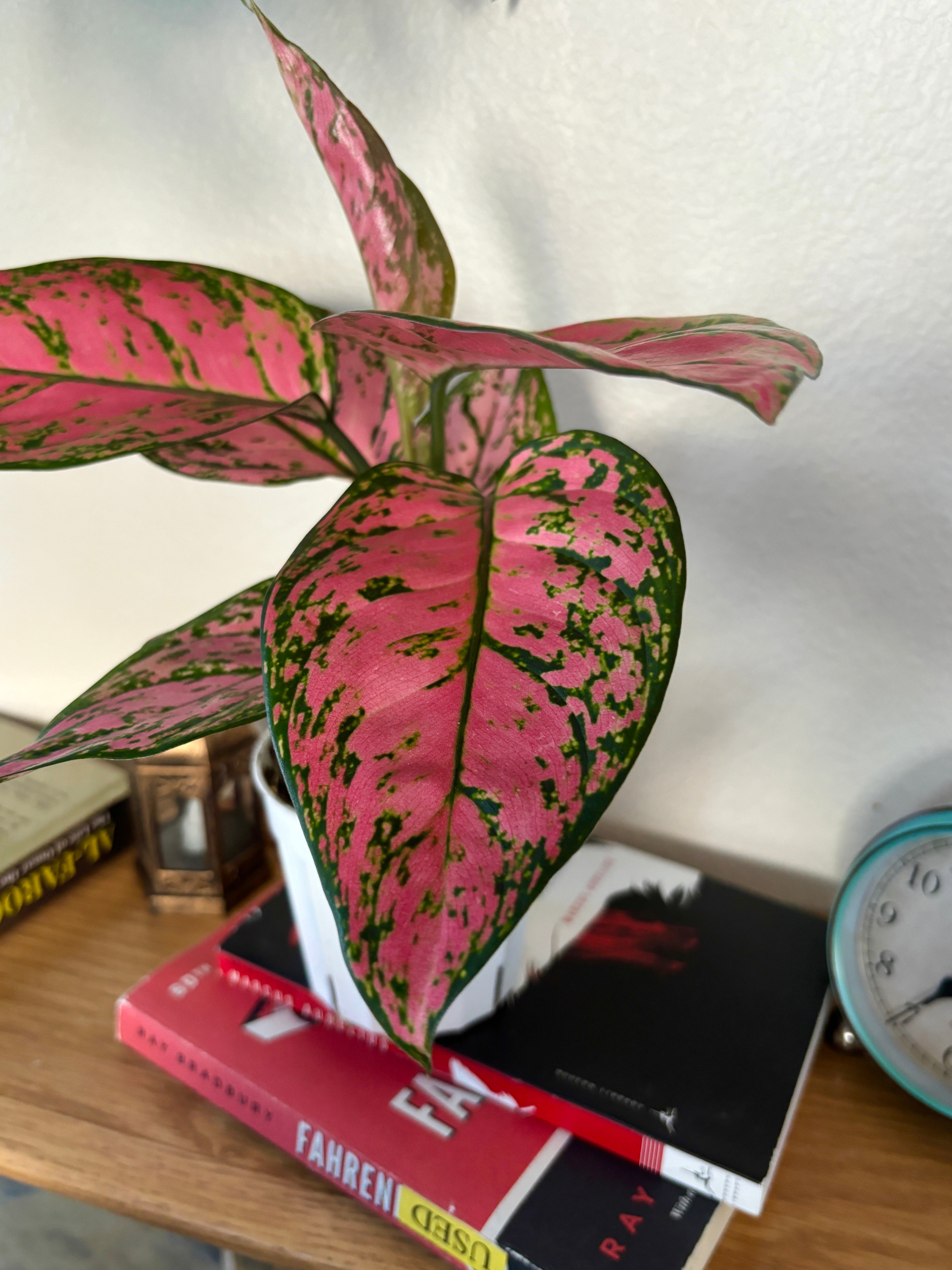 Aglaonema “Pink Lady” Valentine, Chinese Evergreen