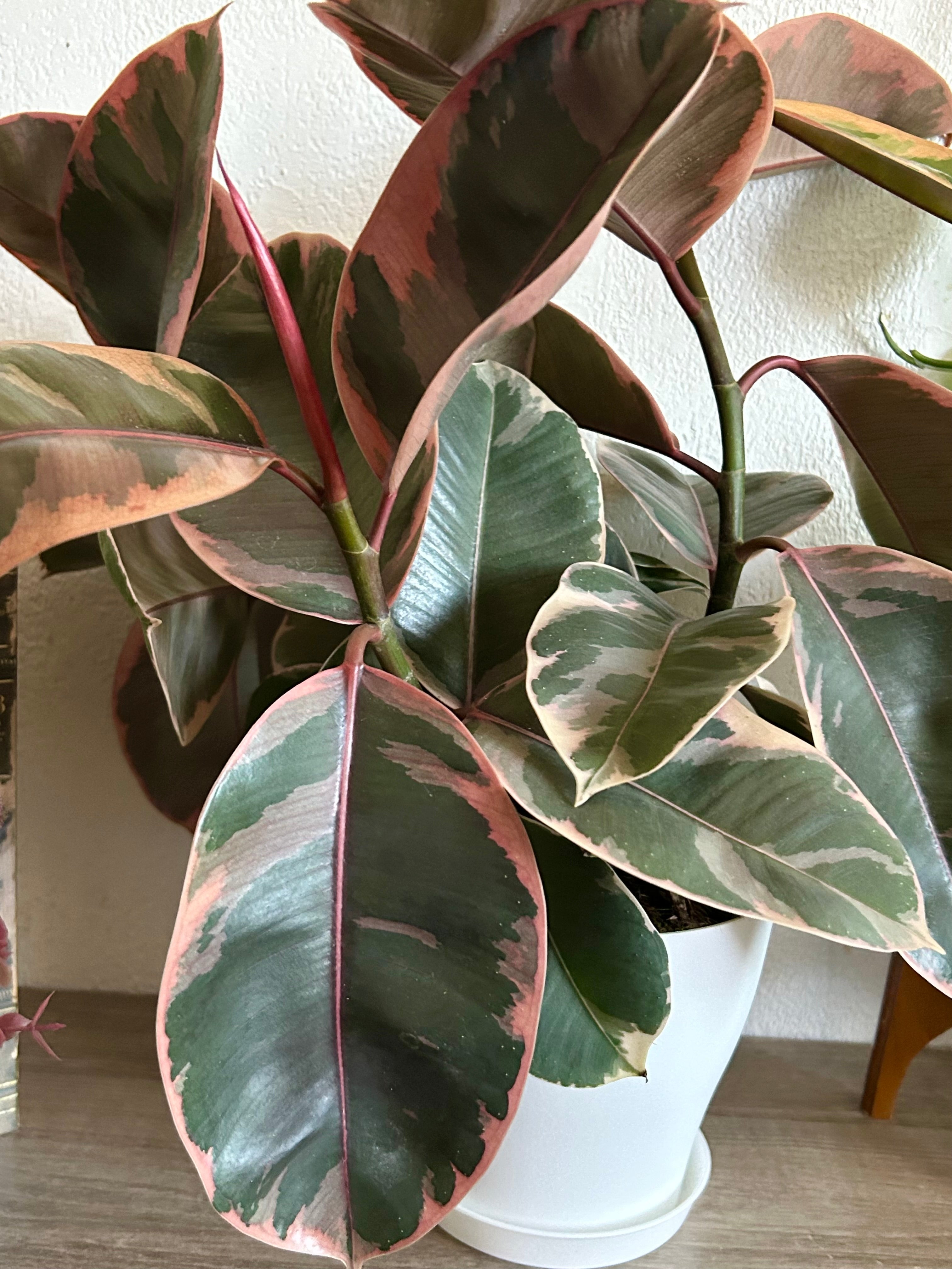 Ficus Tineke, Ruby Rubber Tree