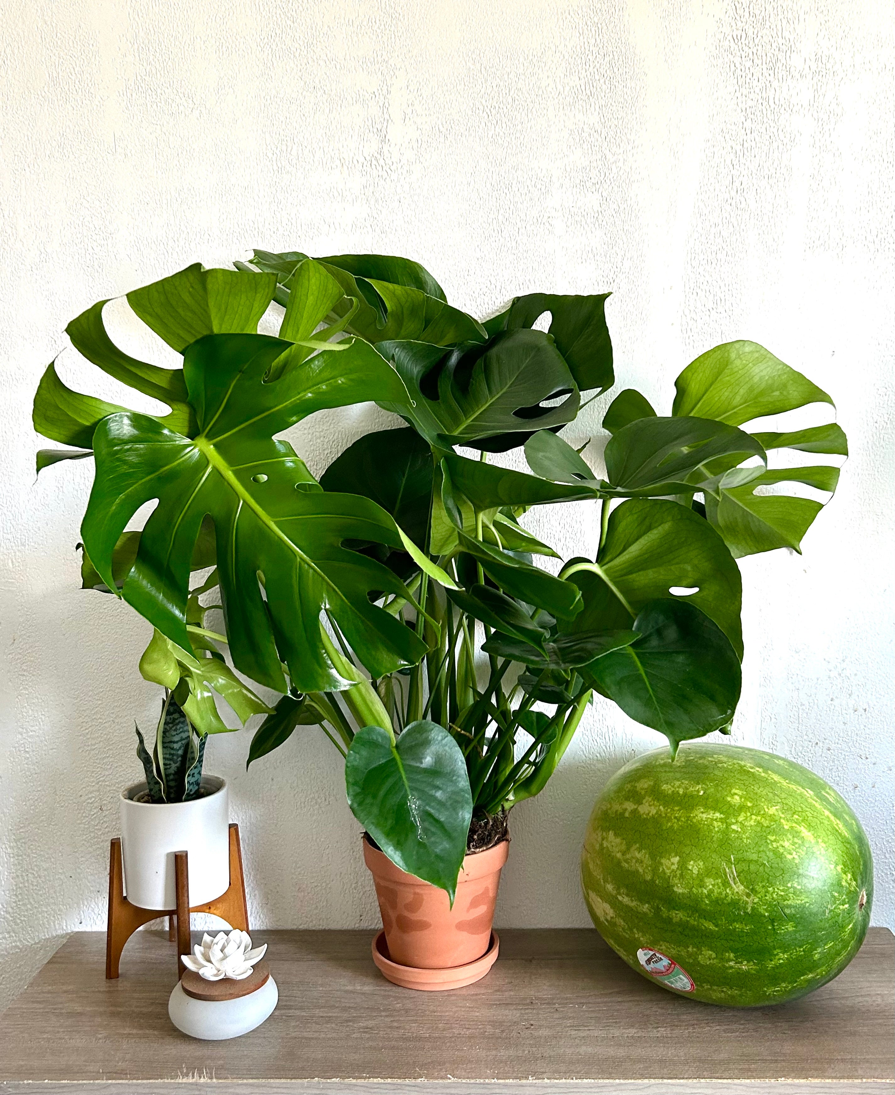 Huge Monstera Deliciosa Swiss Cheese