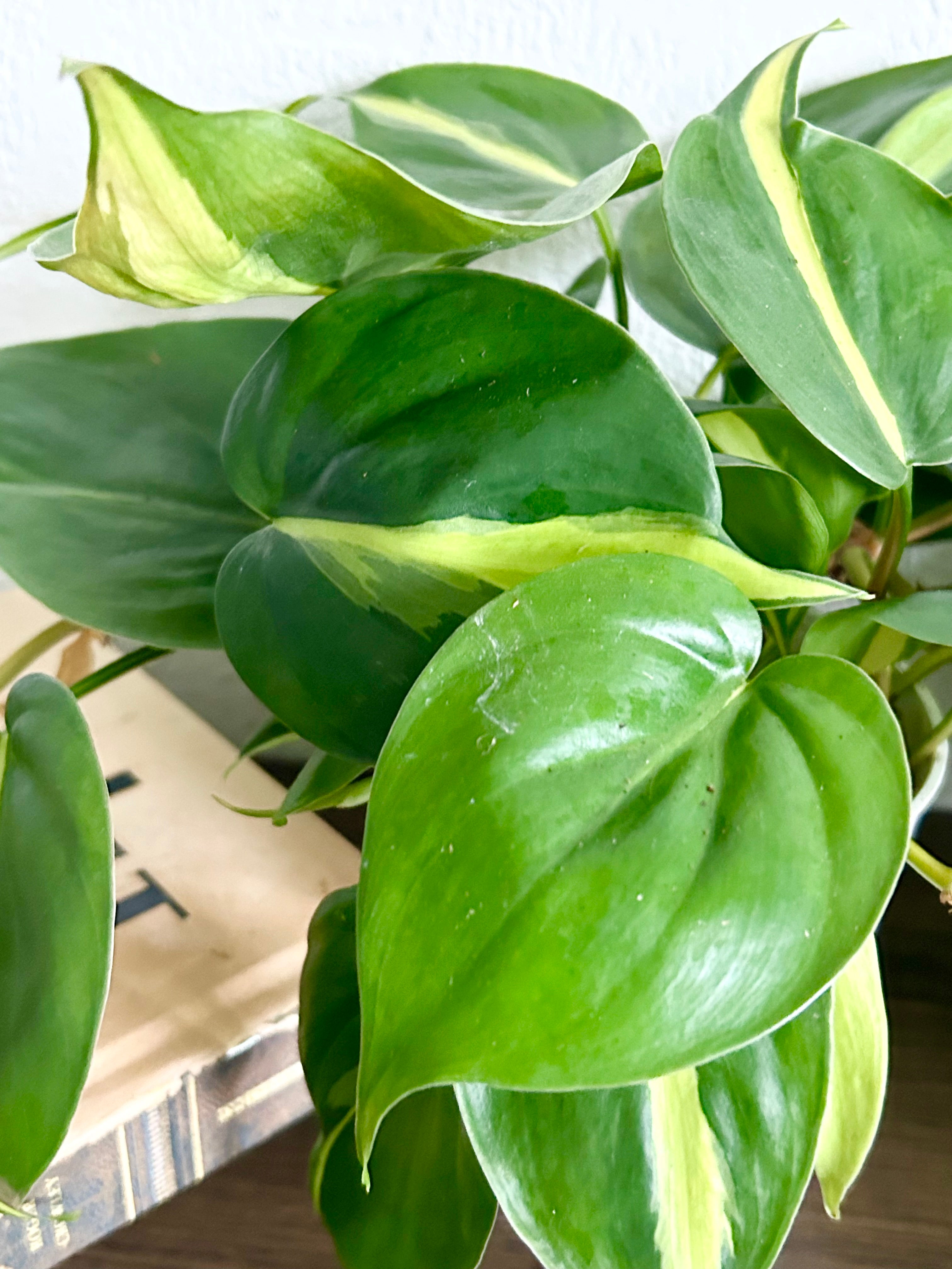 Philodendron Brasil