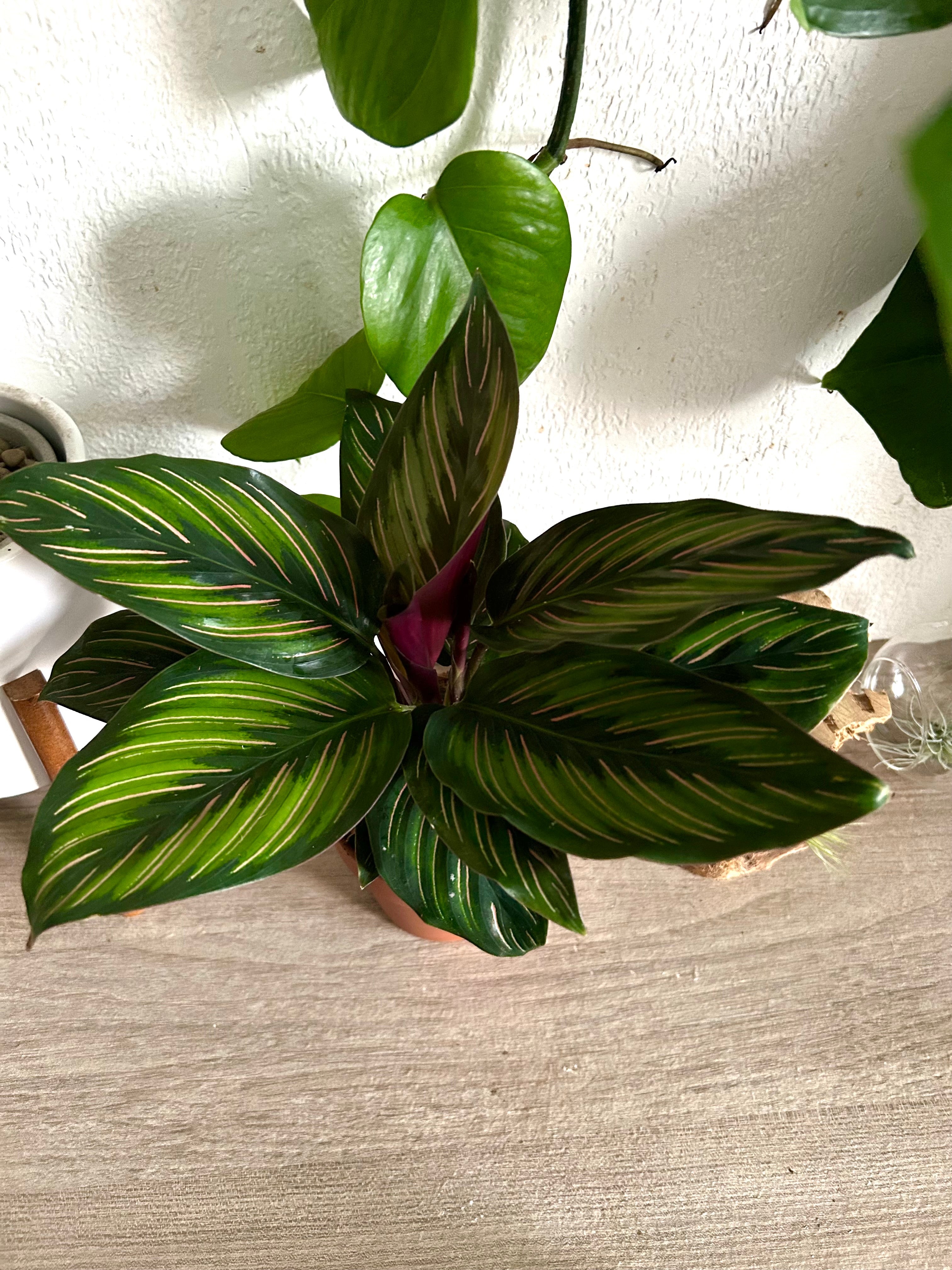 Calathea Beauty Star