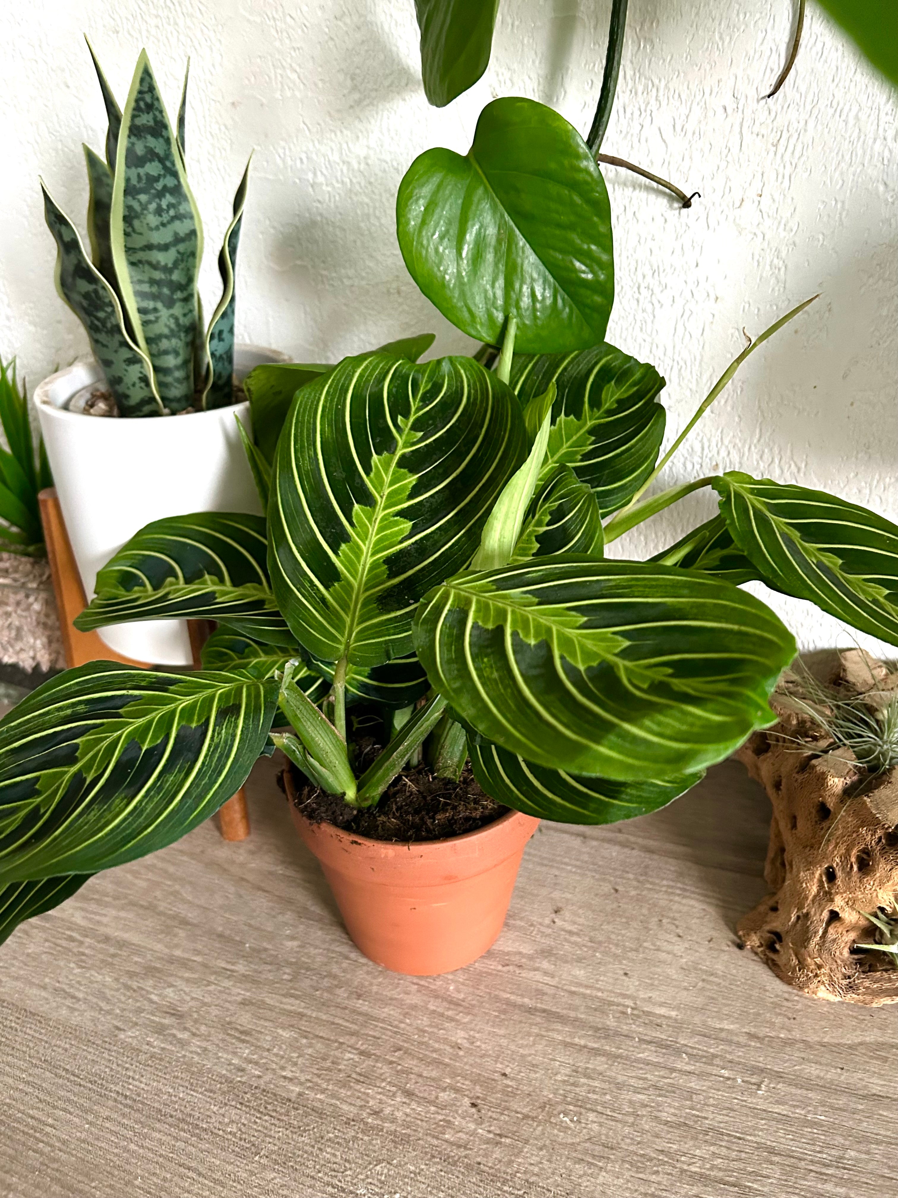 Maranta Lemon Lime Prayer Plant