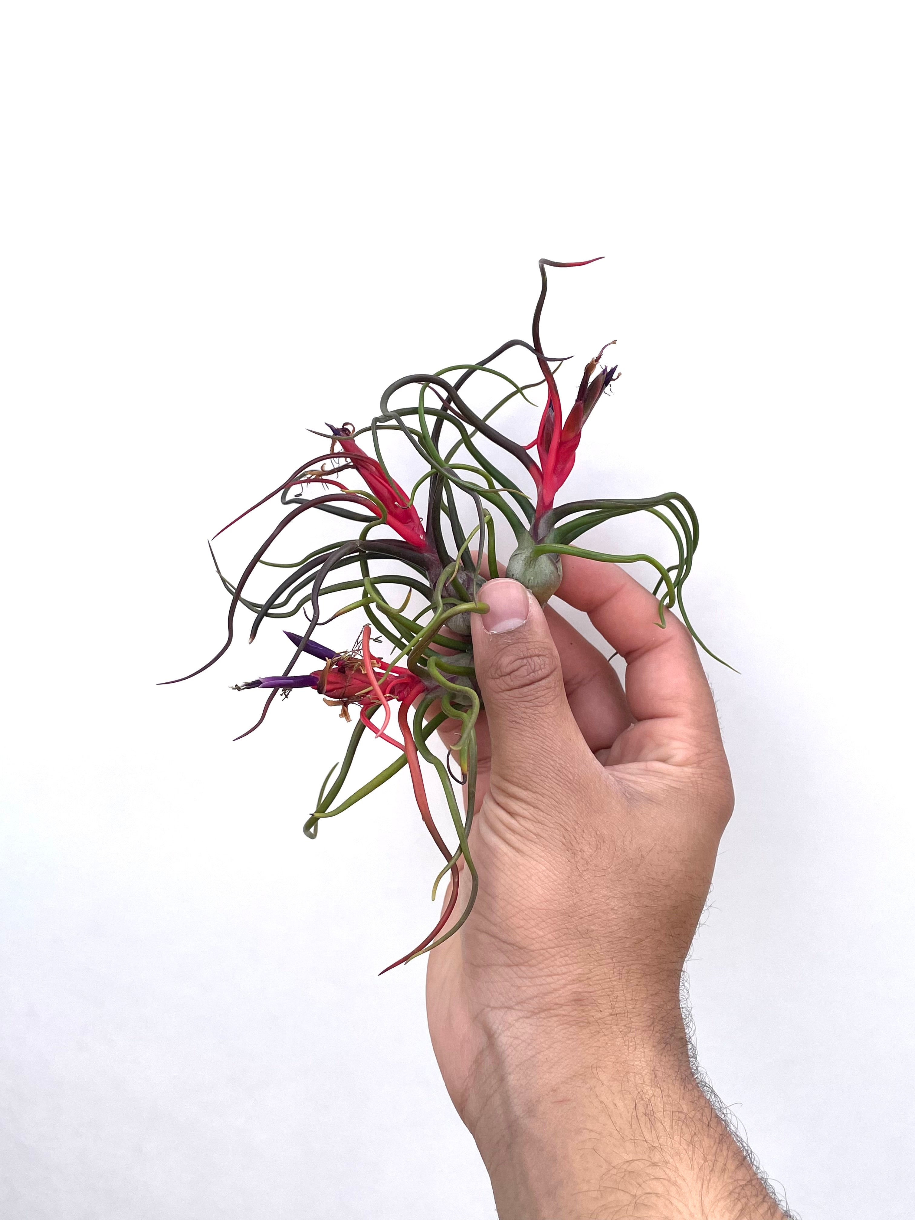 3 Pack “Red Spider” Tillandsia Bulbosa Air Plant