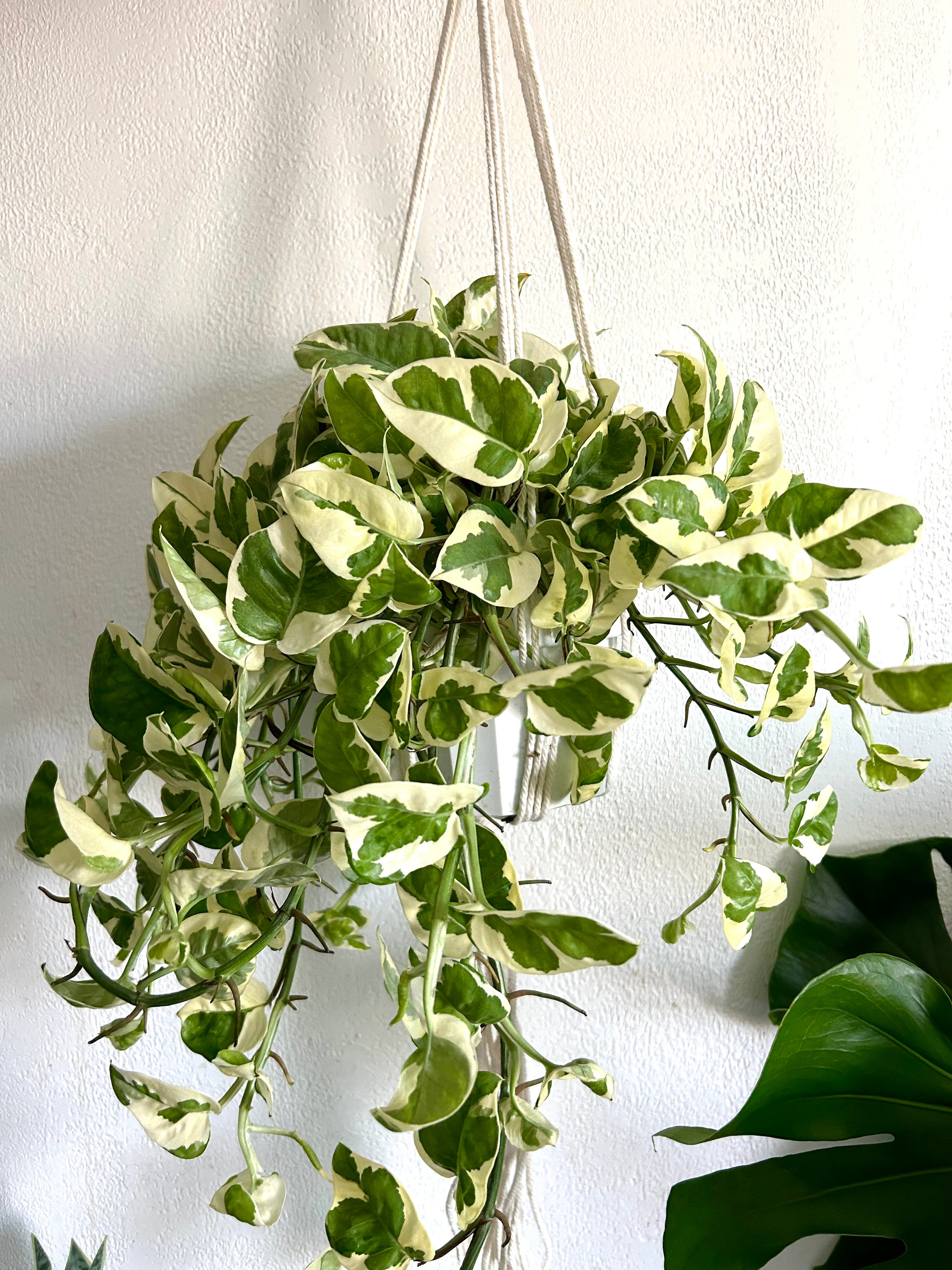 Pothos N’ Joy In 6” Hanging Pot