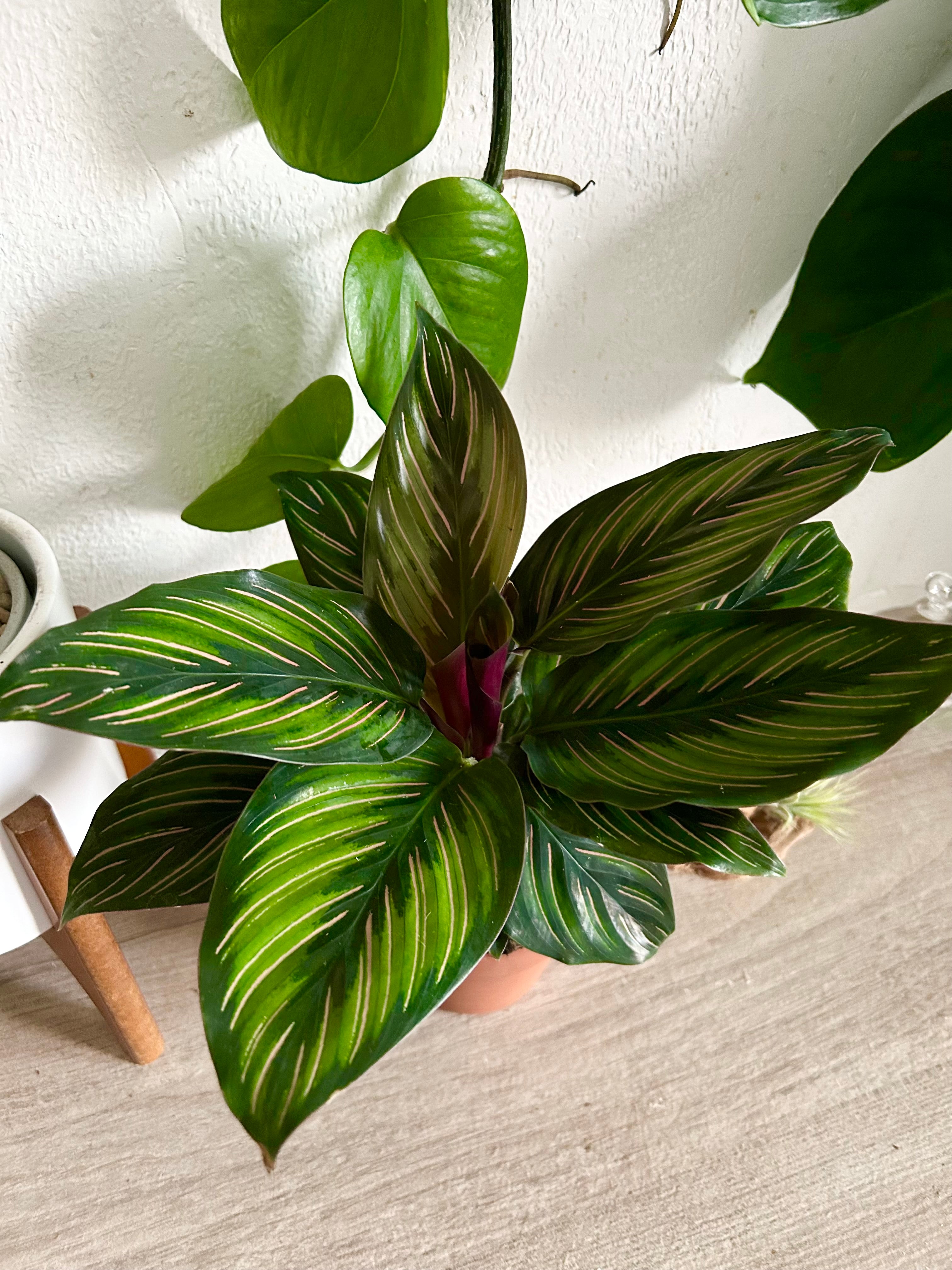 Calathea Beauty Star