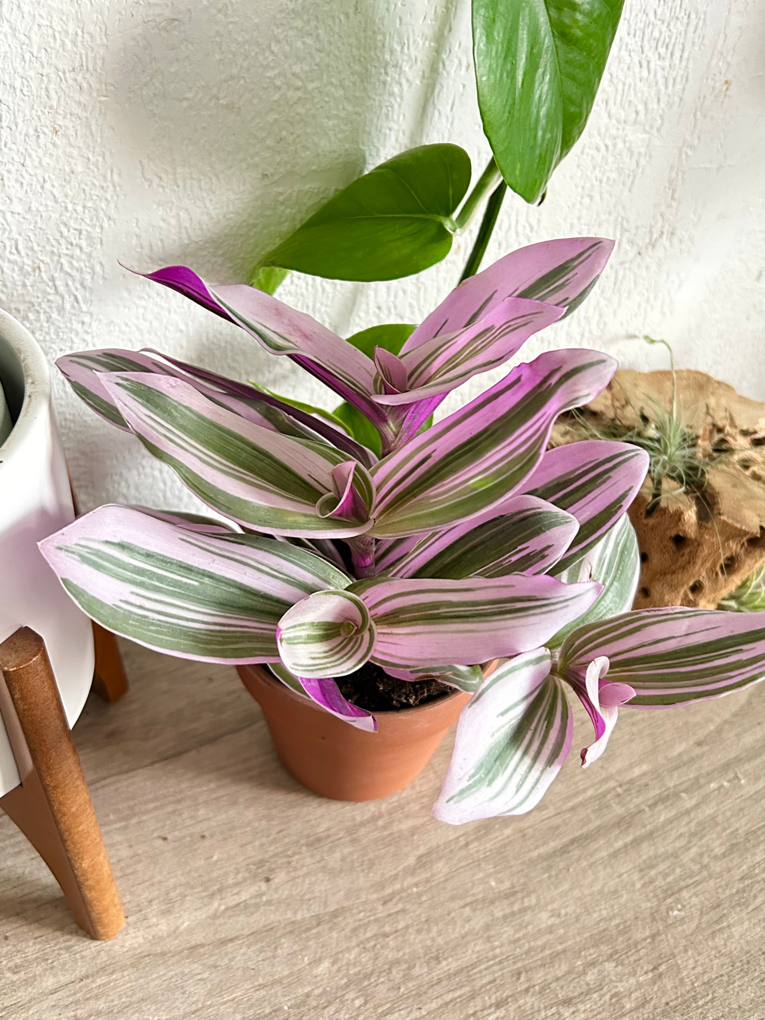 Tradescantia “Nanouk”