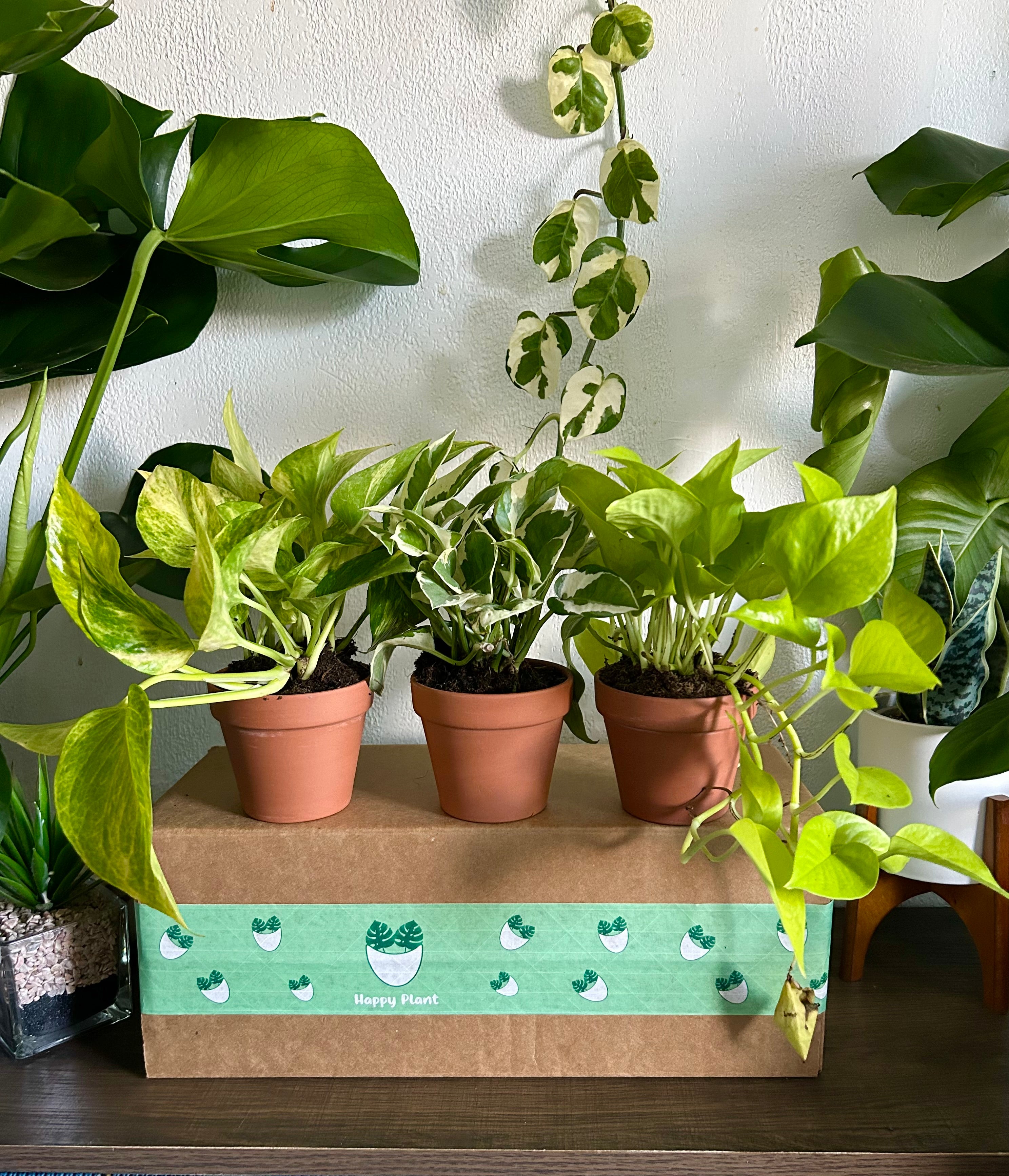 Pothos Variety Pack - 3 Assorted Plants