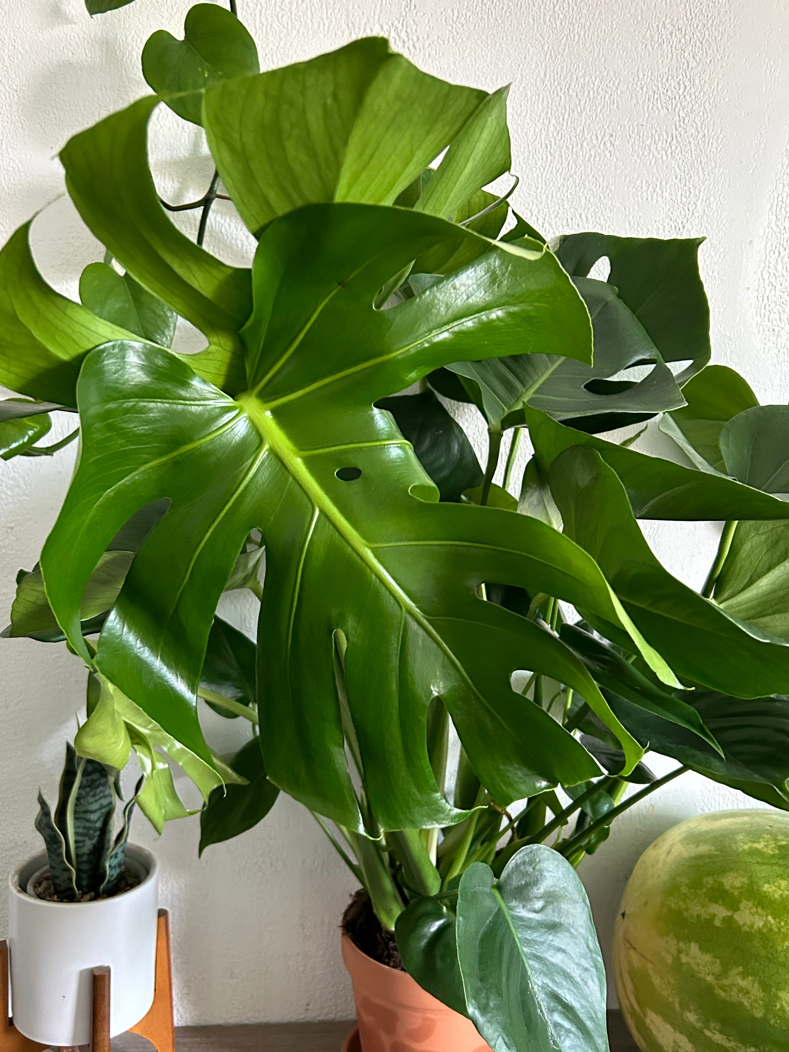 Huge Monstera Deliciosa Swiss Cheese