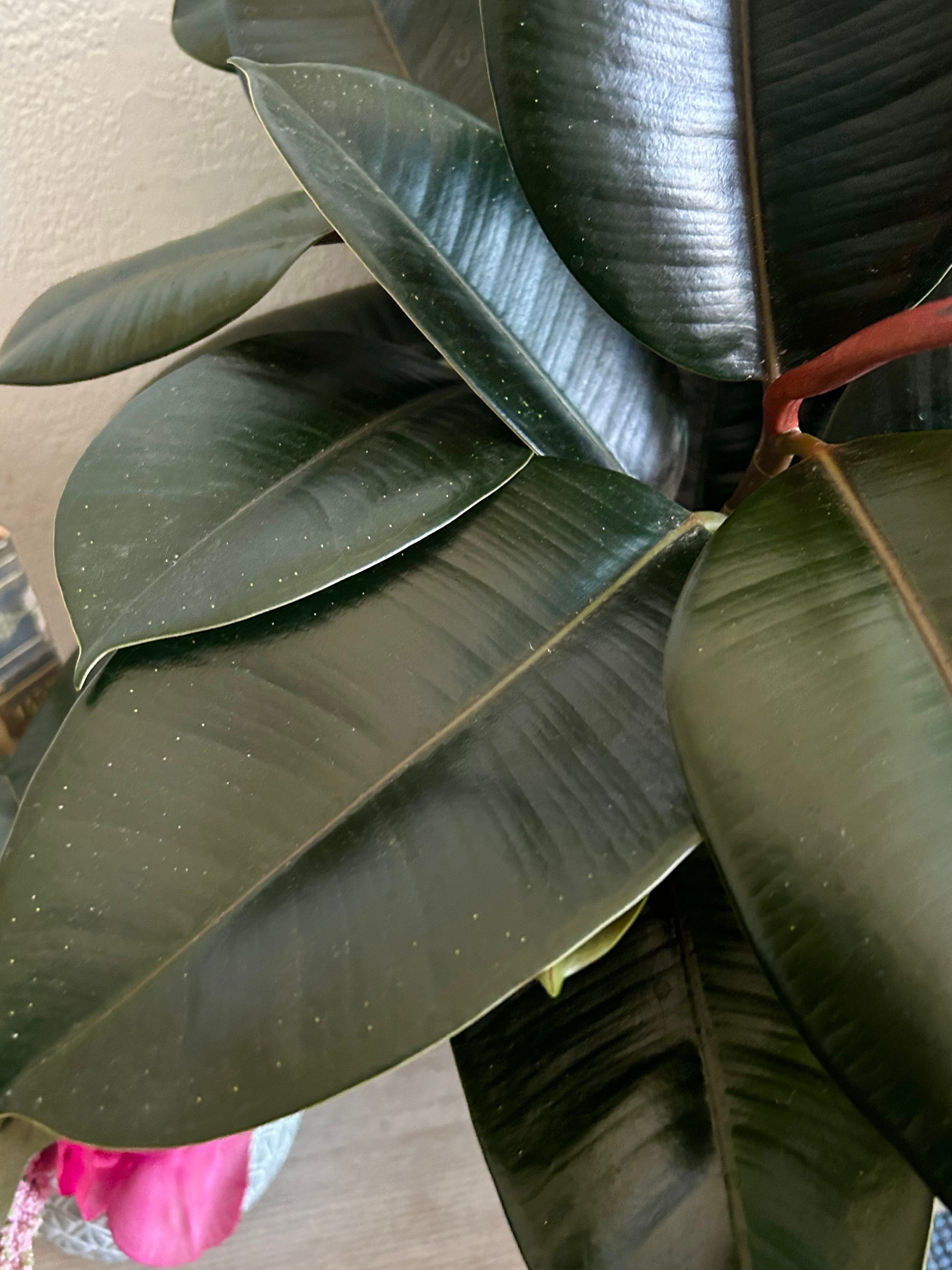 Ficus Elastica, Burgandy “Rubber Tree”