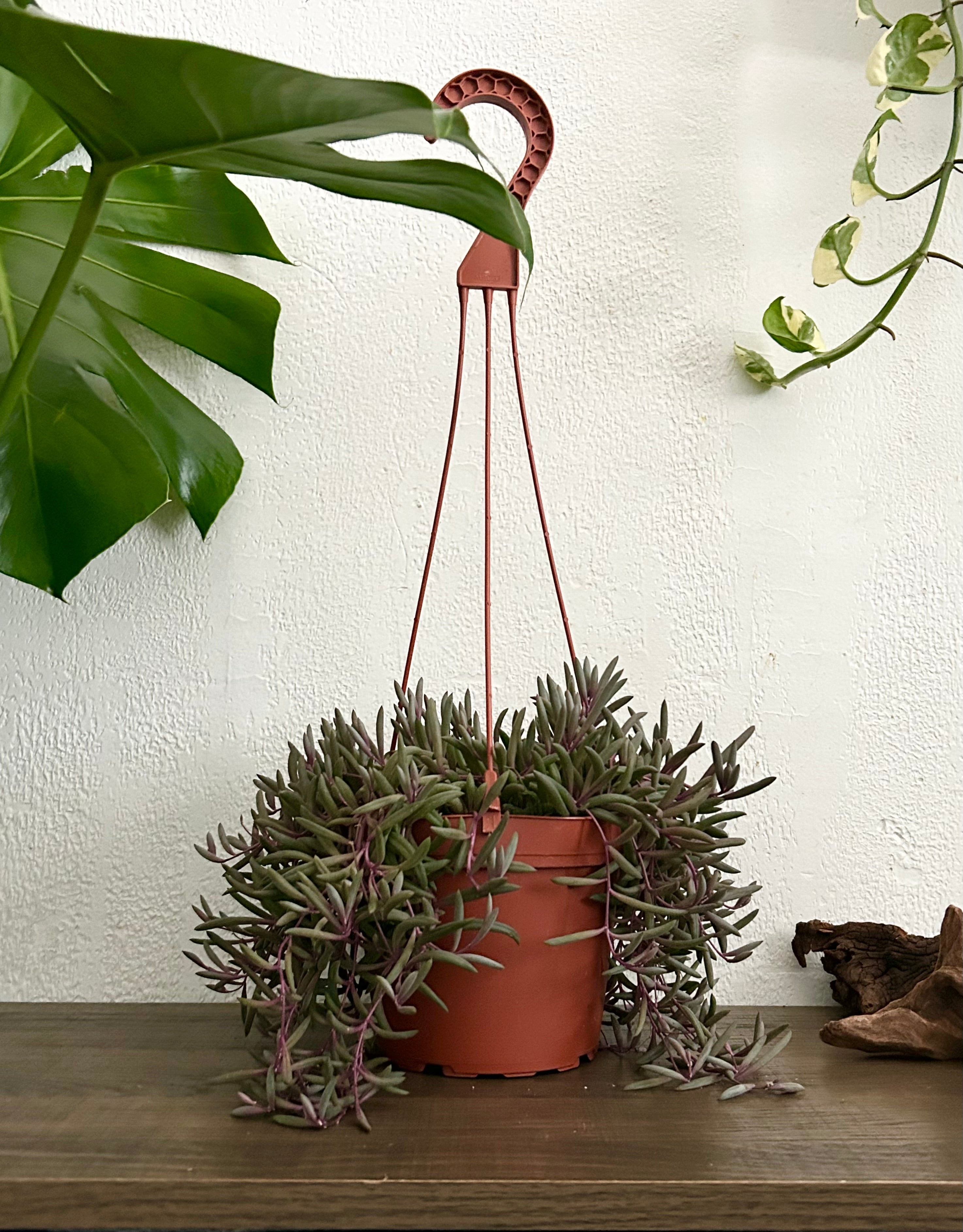 String of Rubies Succulent In 6” Hanging Pot