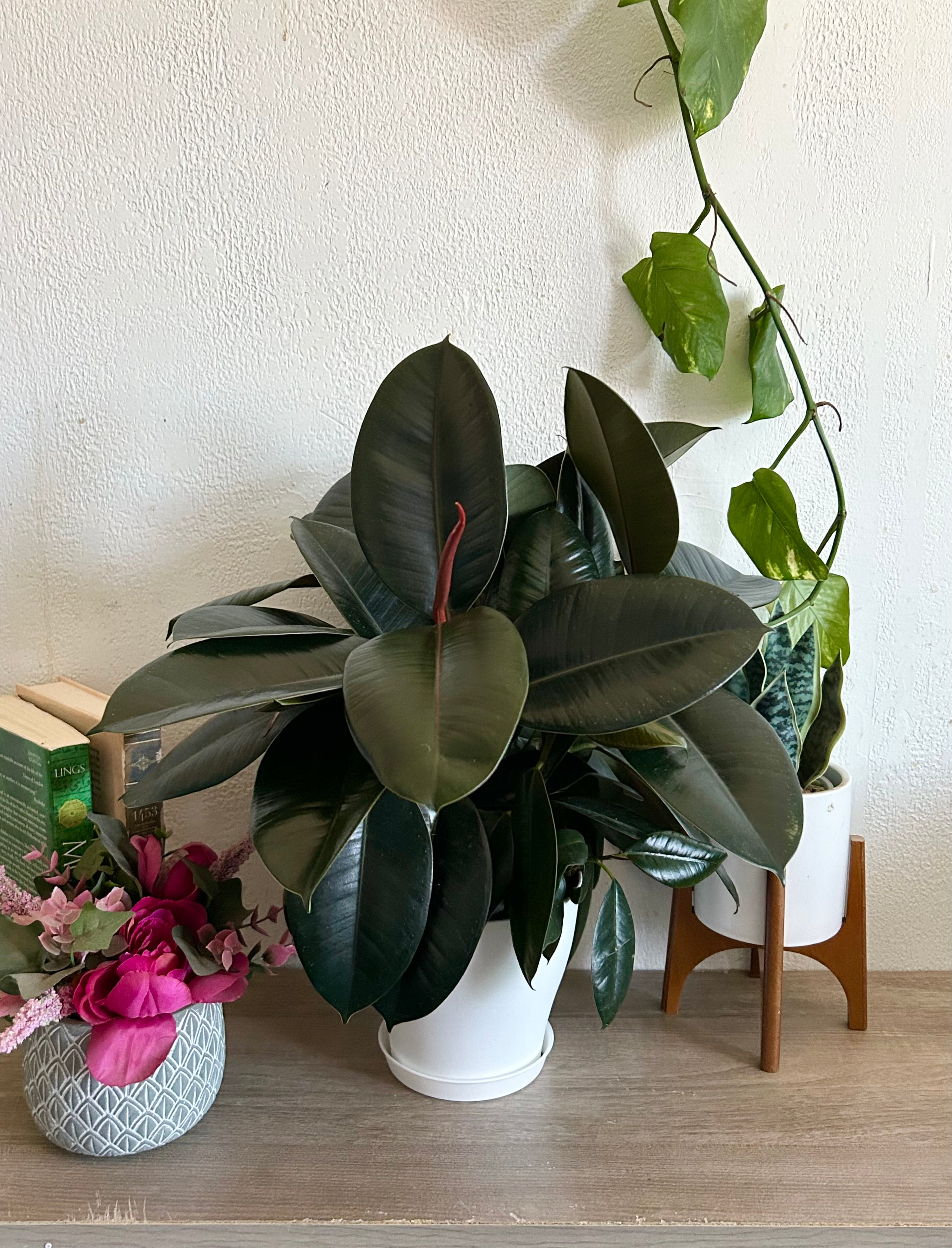 Ficus Elastica, Burgandy “Rubber Tree”