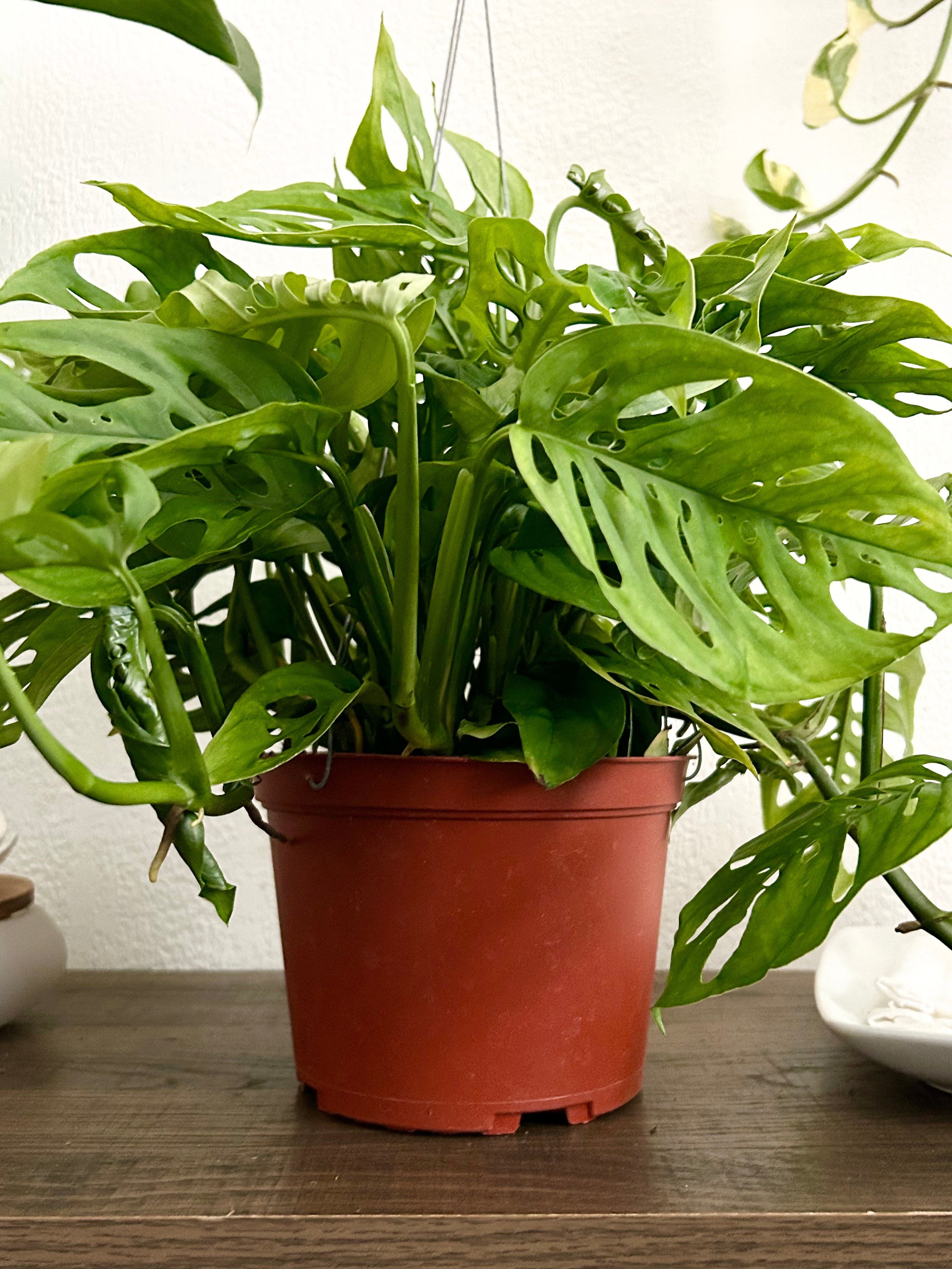 Monstera Andonsonii Live Trailing Plant In 6” Hanging Pot