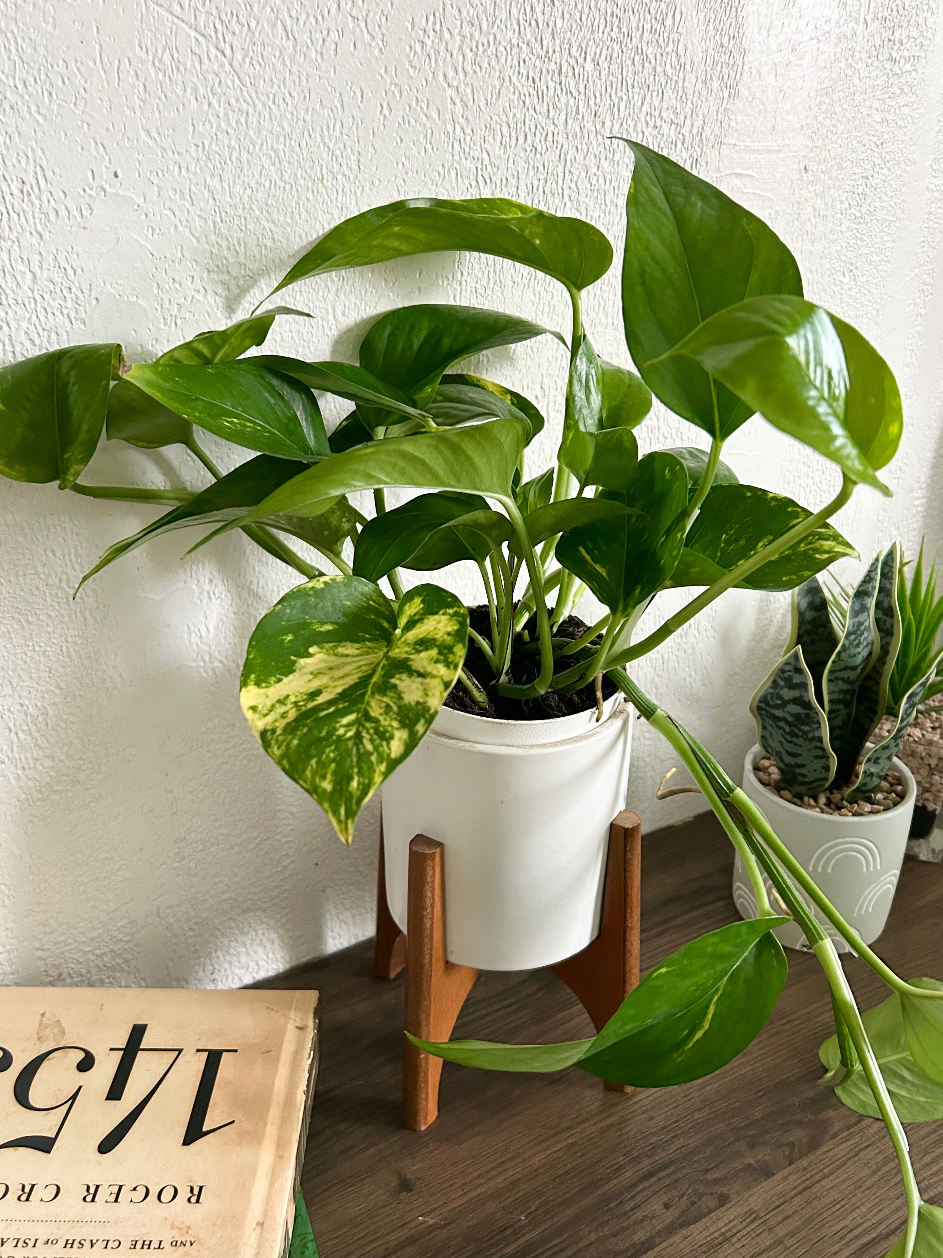 Golden Pothos