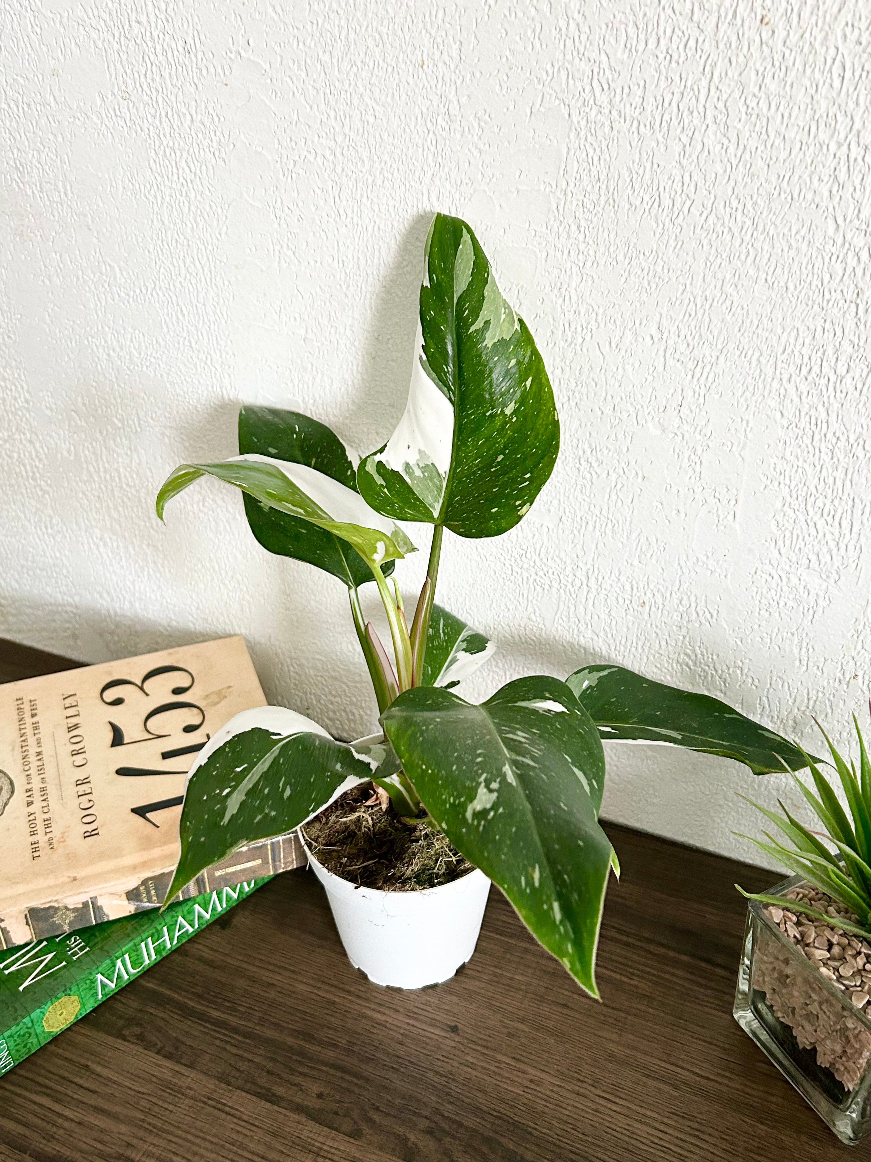 Rare Philodendron White Wizard