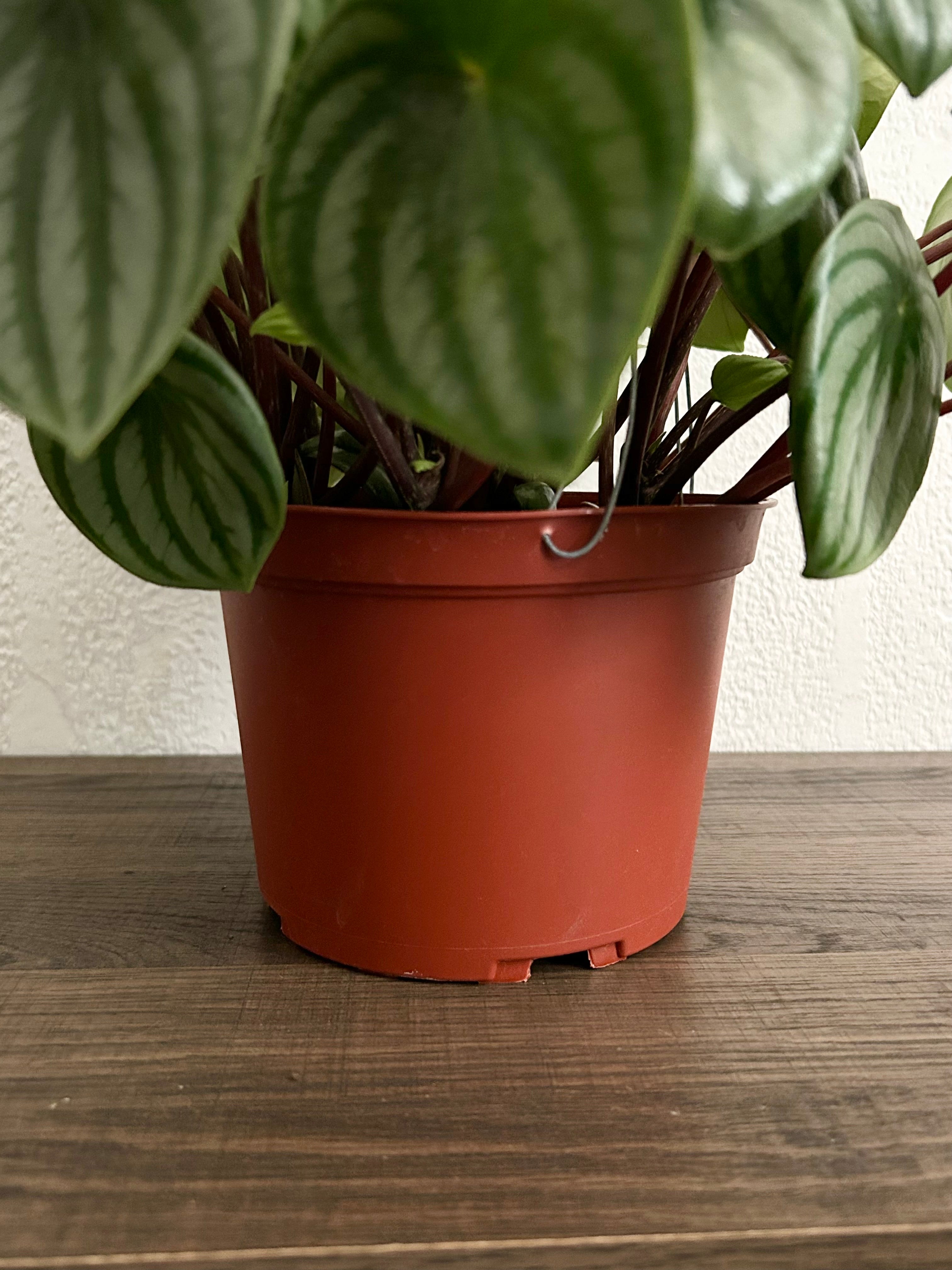 Live Peperomia Watermelon House Plant - In 6” Hanging Pot