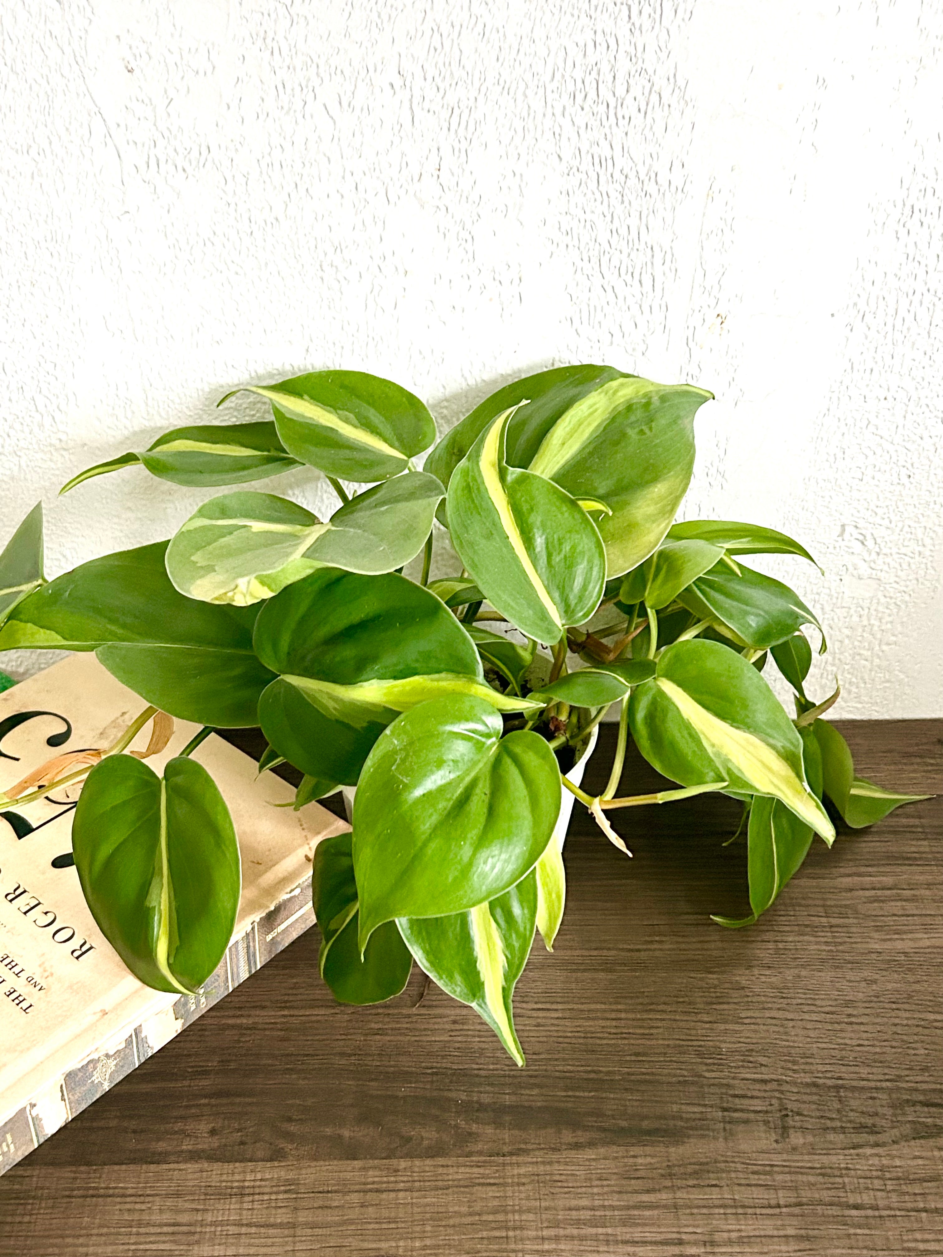 Philodendron Brasil