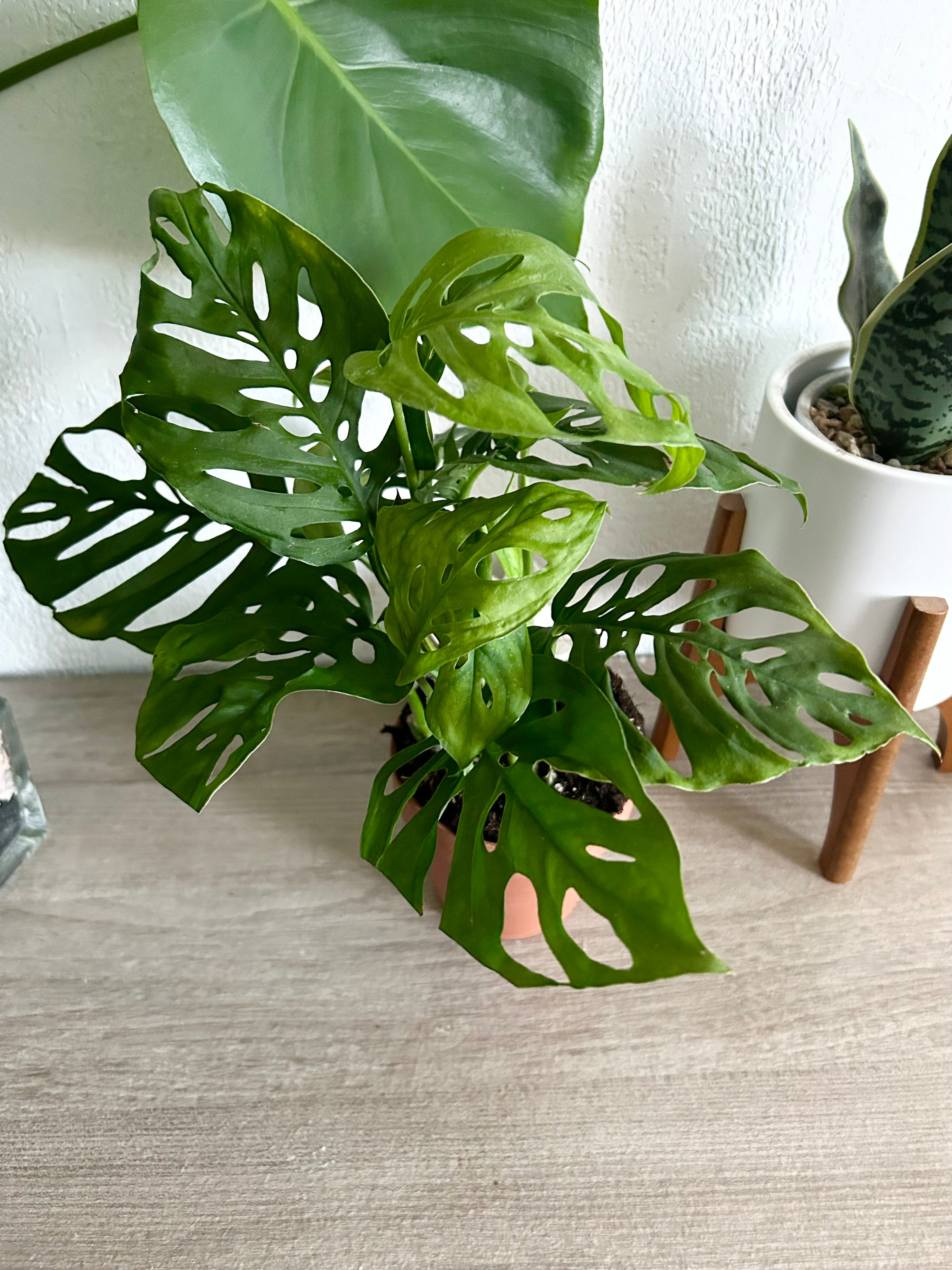 Monstera Adansonii - Swiss Cheese Plant