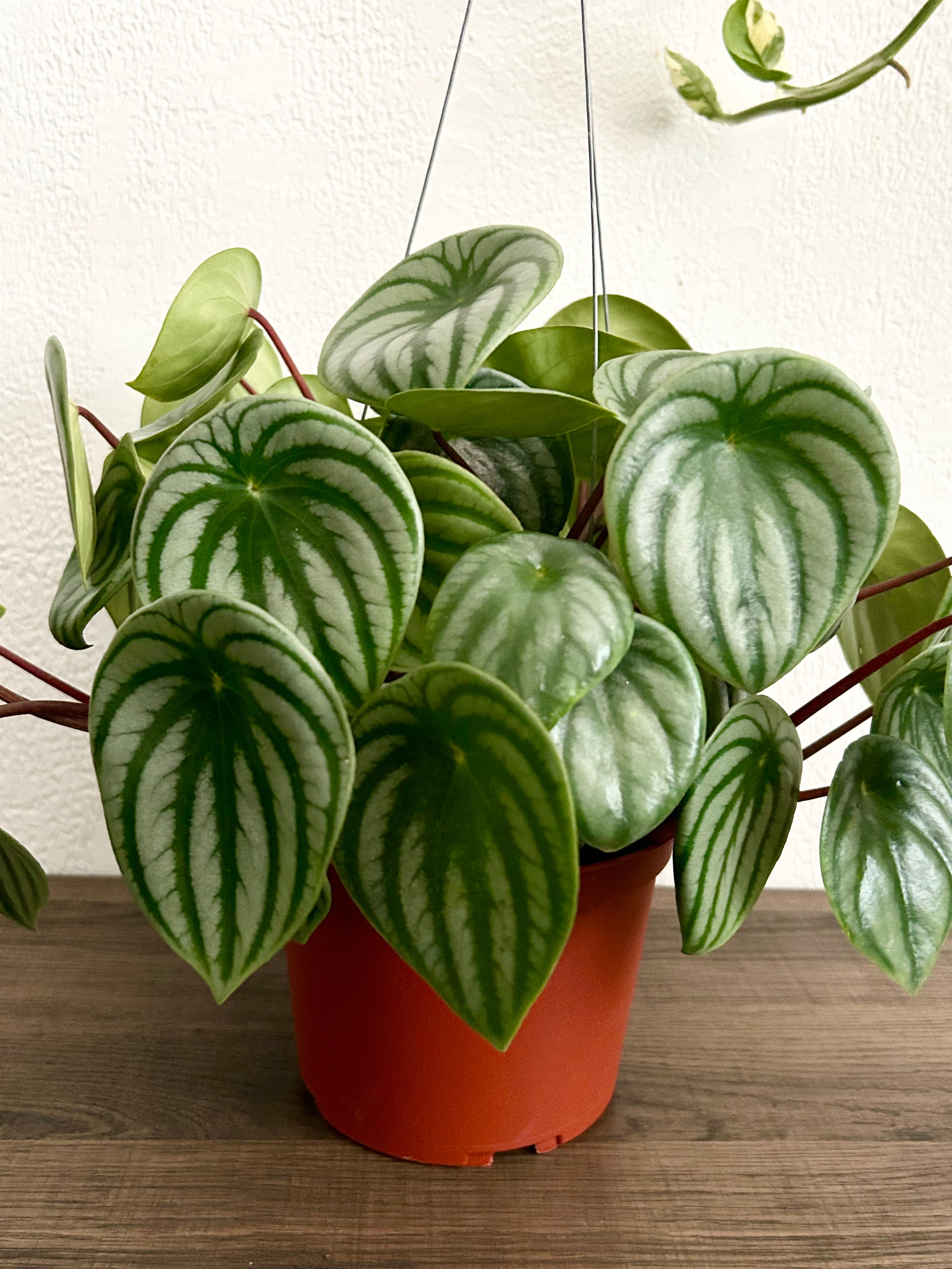 Live Peperomia Watermelon House Plant - In 6” Hanging Pot