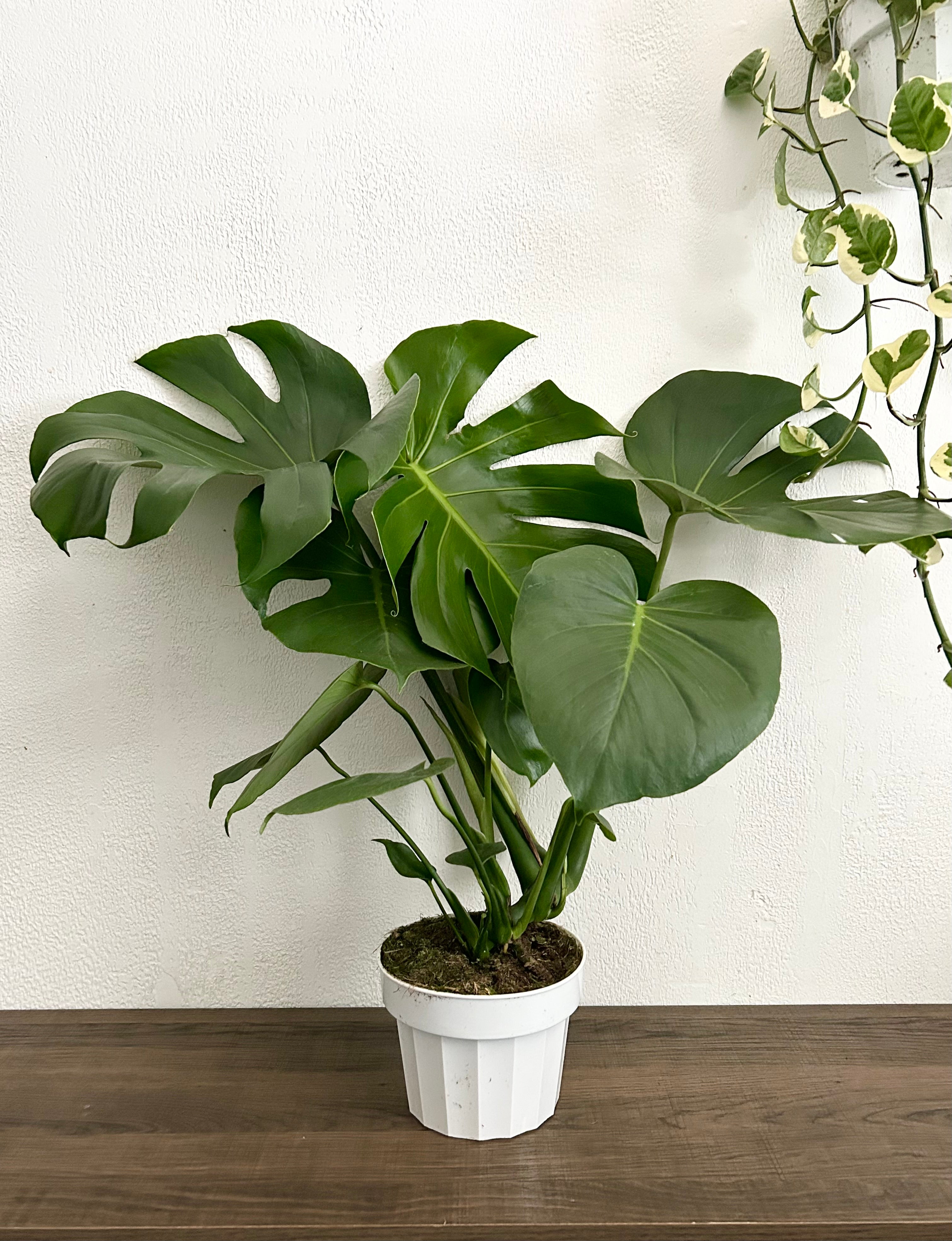 Large Form Monstera Deliciosa Live Plant - 6” Pot