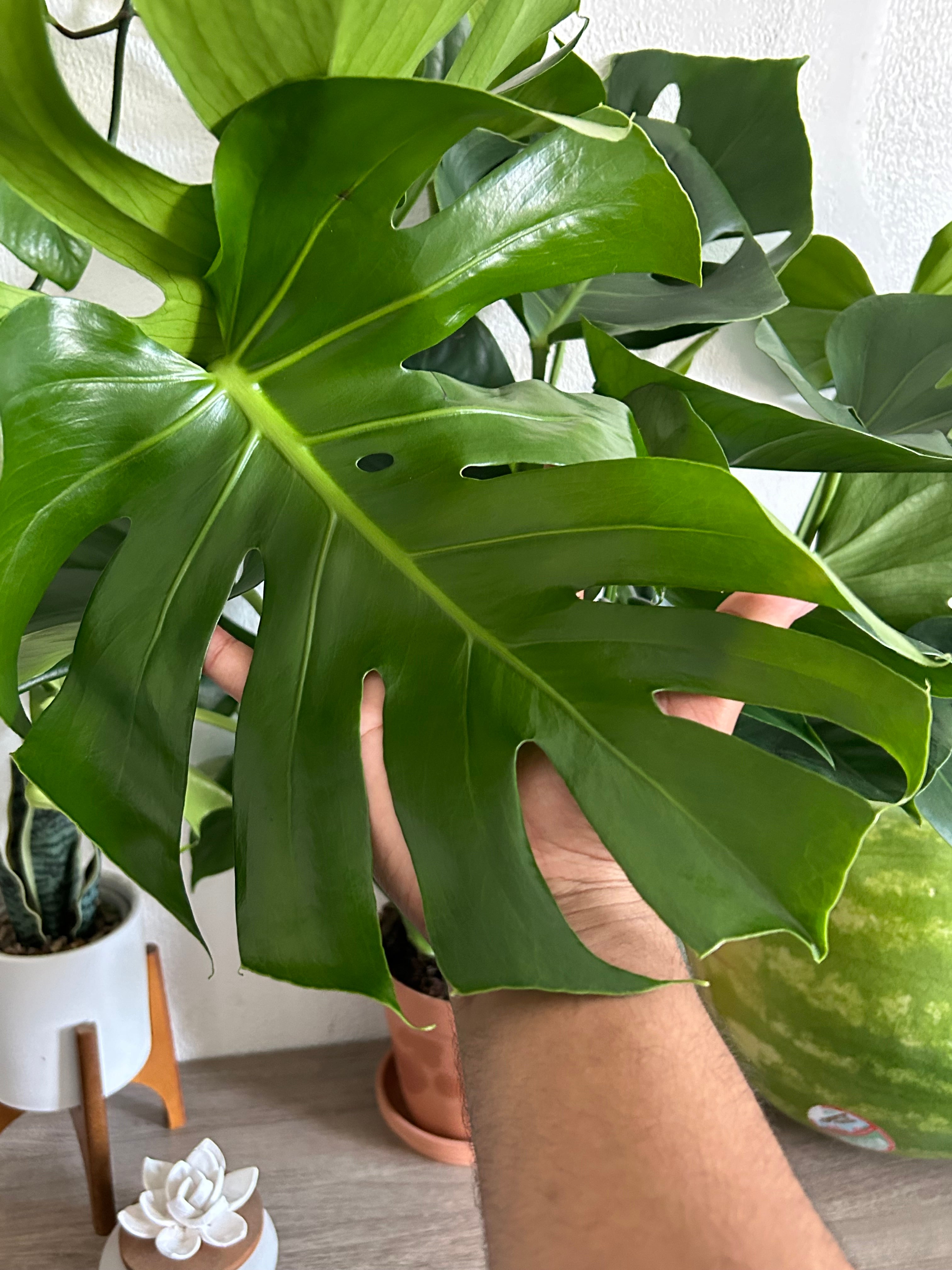 Huge Monstera Deliciosa Swiss Cheese