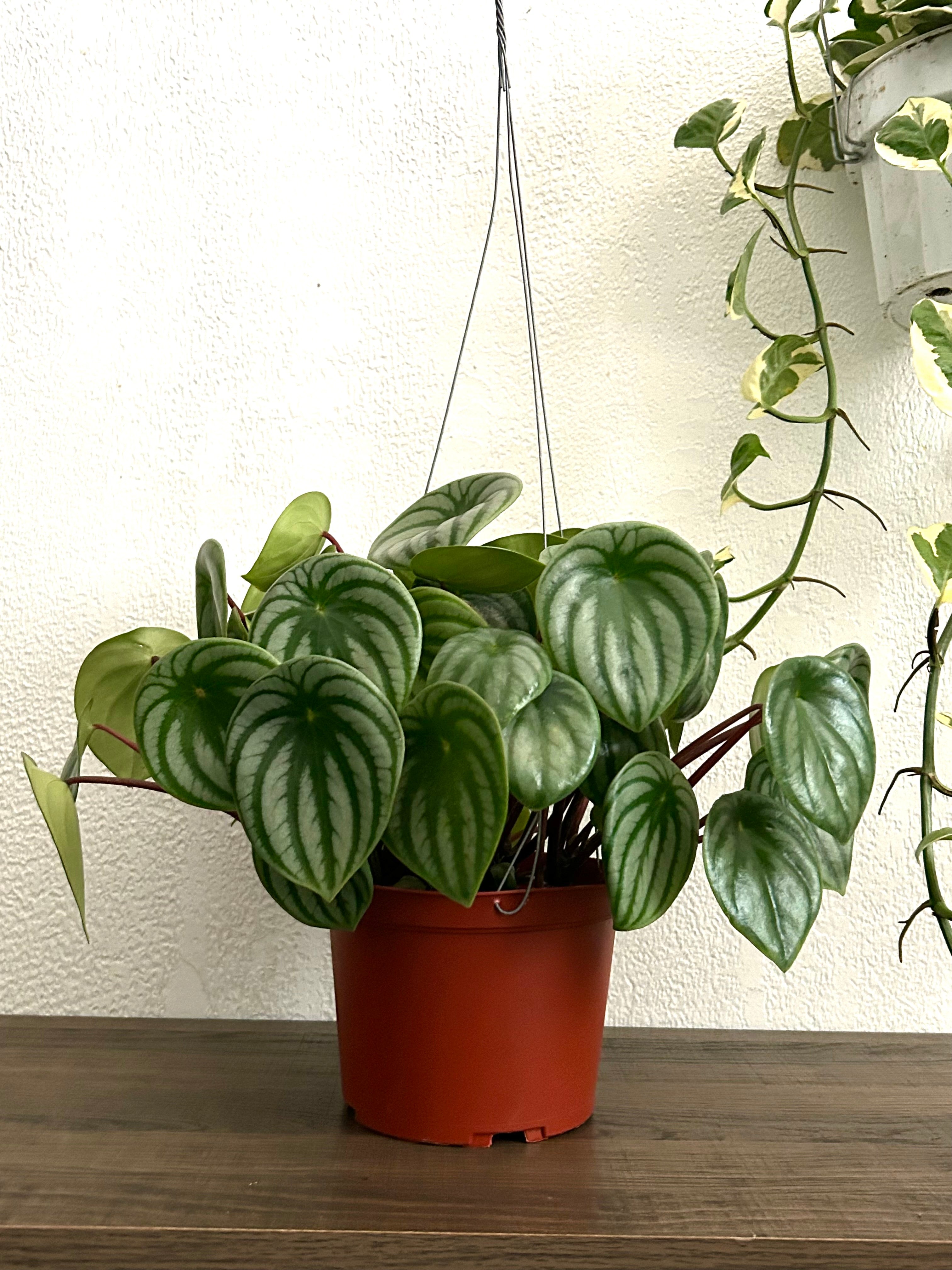 Live Peperomia Watermelon House Plant - In 6” Hanging Pot