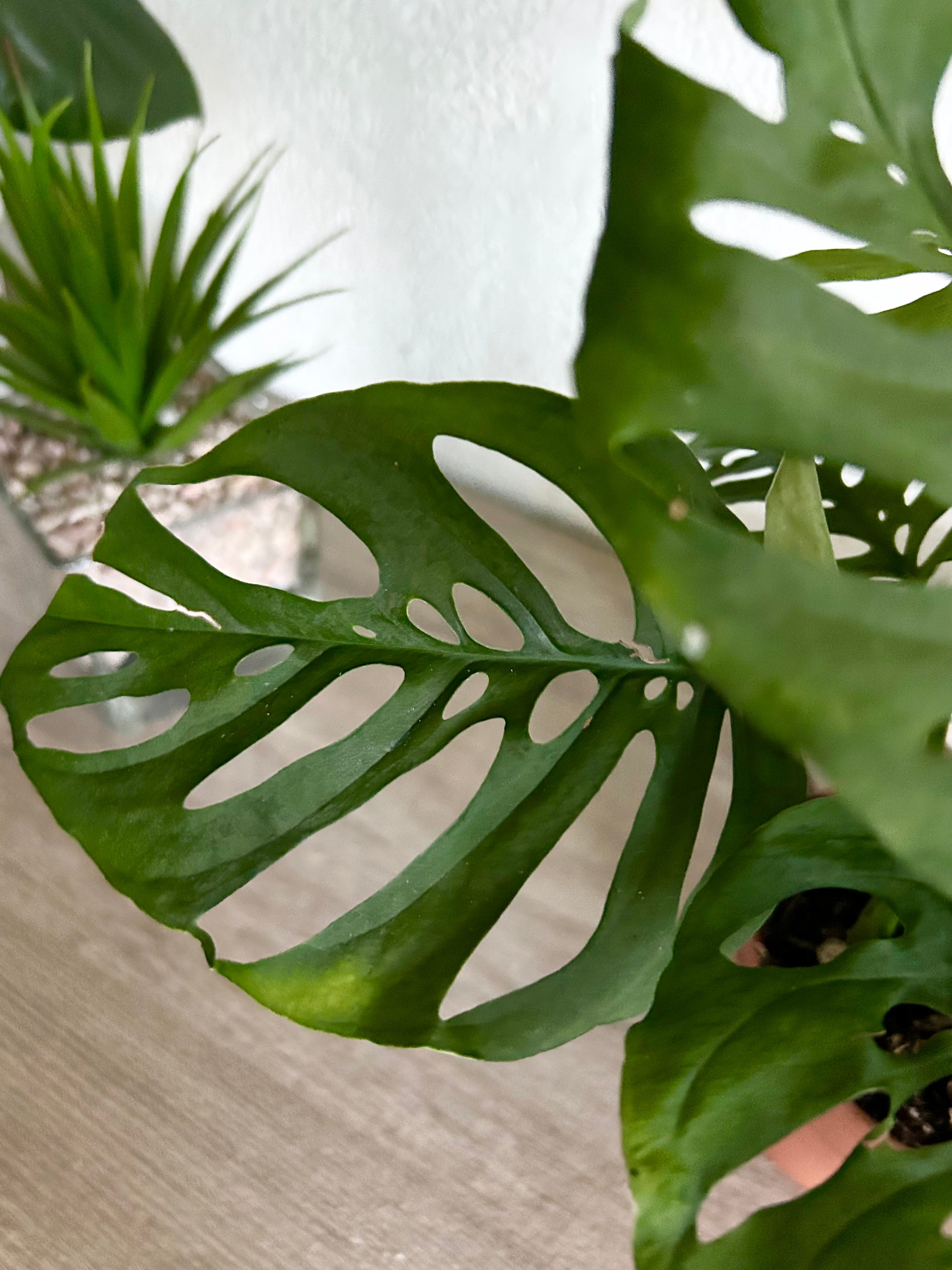 Monstera Adansonii - Swiss Cheese Plant