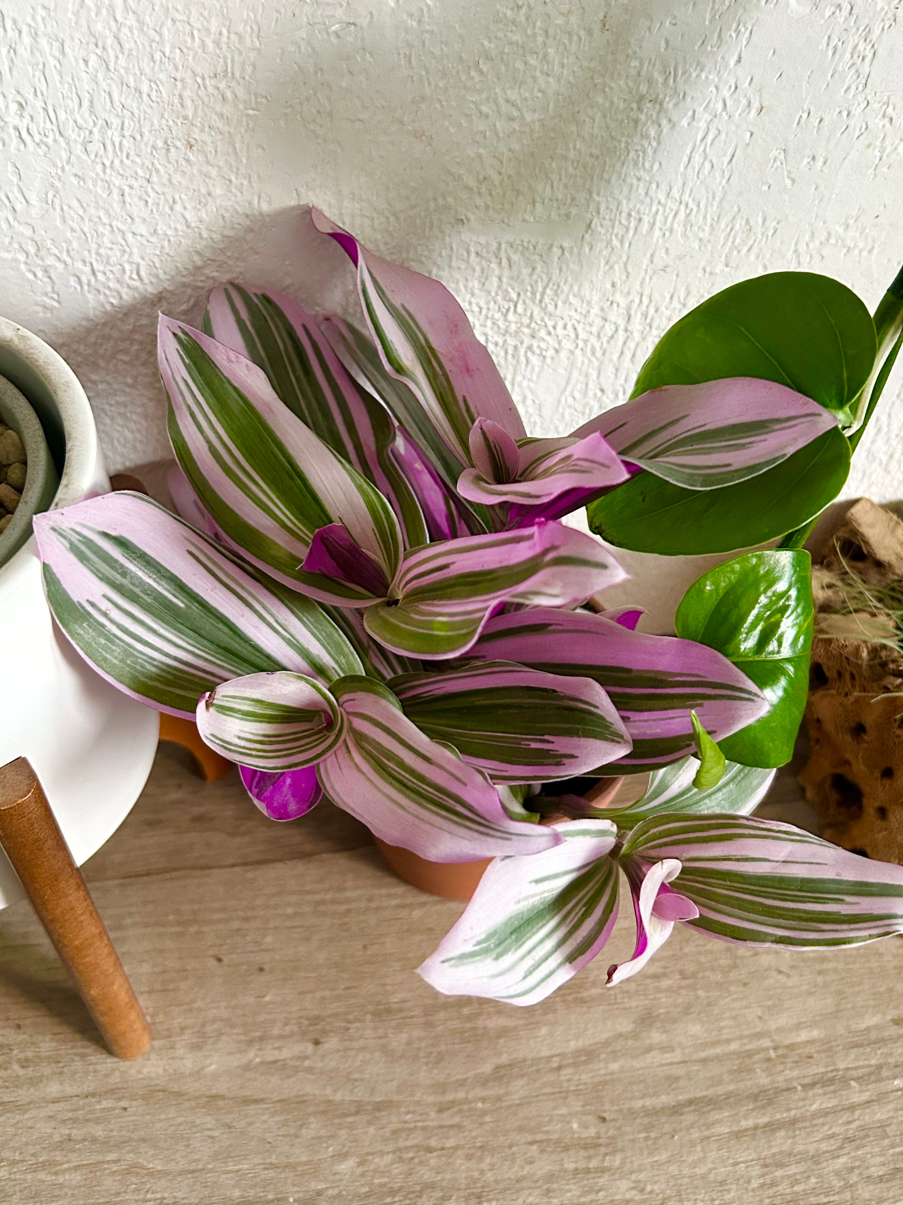 Tradescantia “Nanouk”