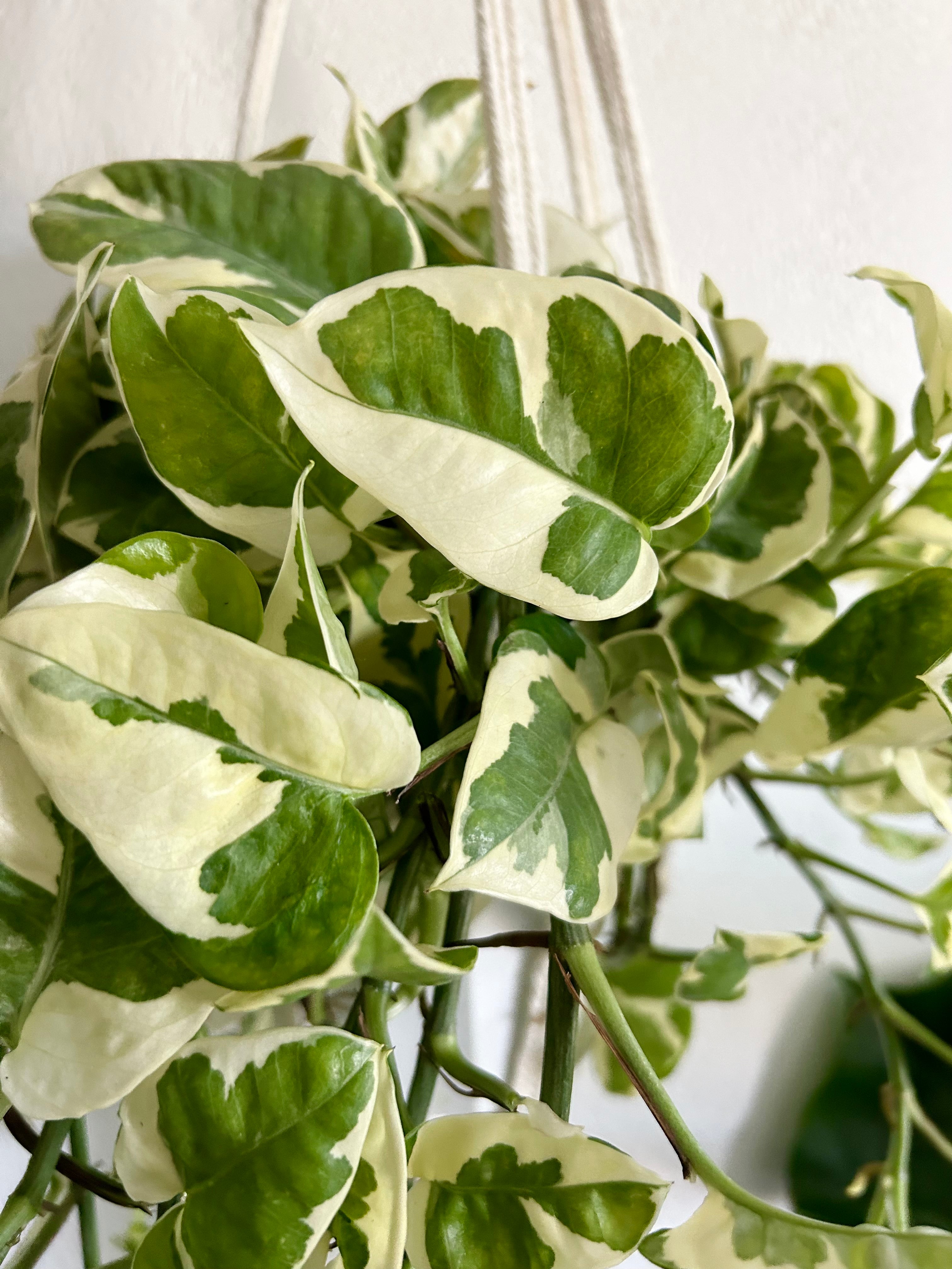 Pothos N’ Joy In 6” Hanging Pot