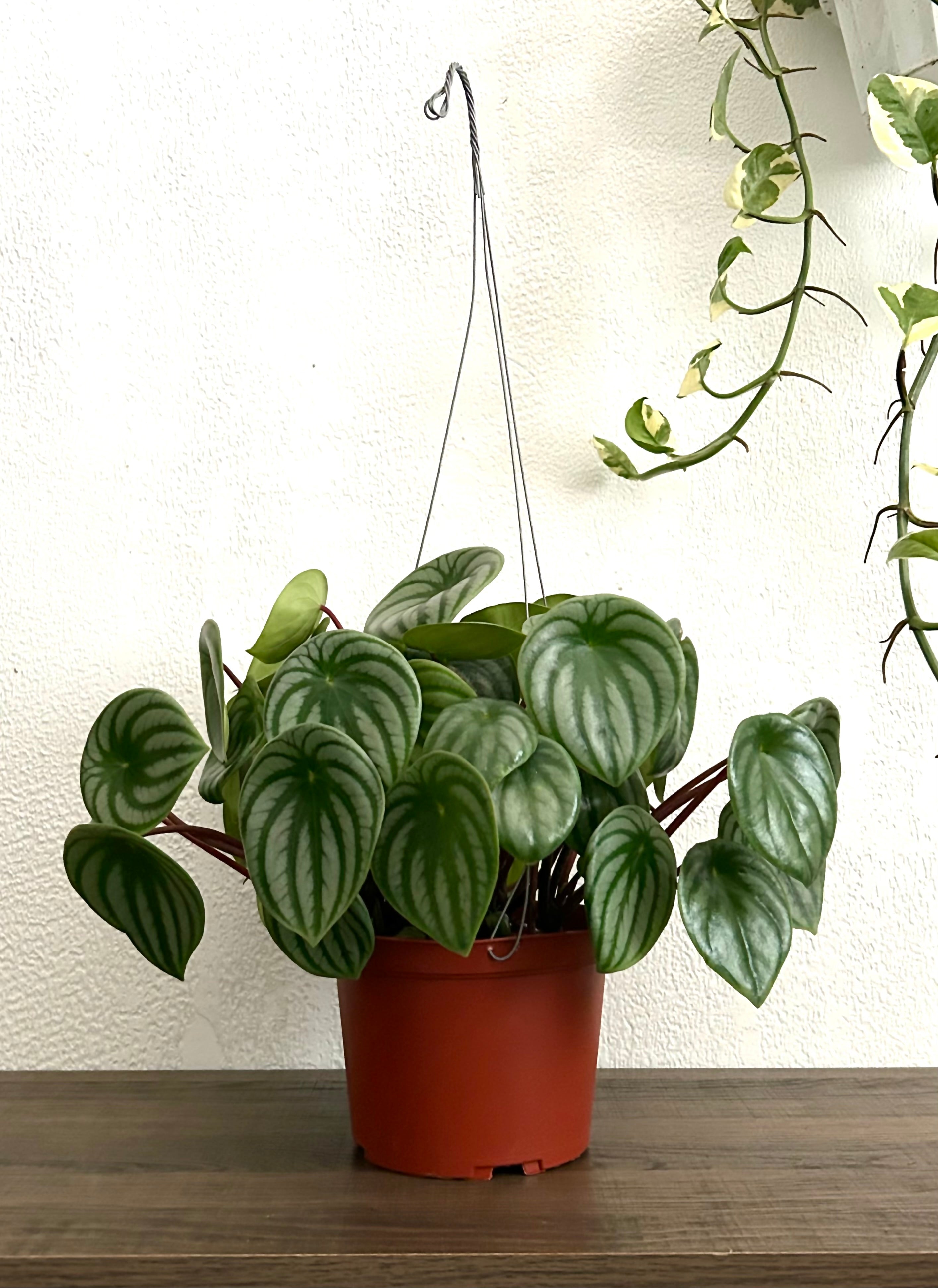 Live Peperomia Watermelon House Plant - In 6” Hanging Pot