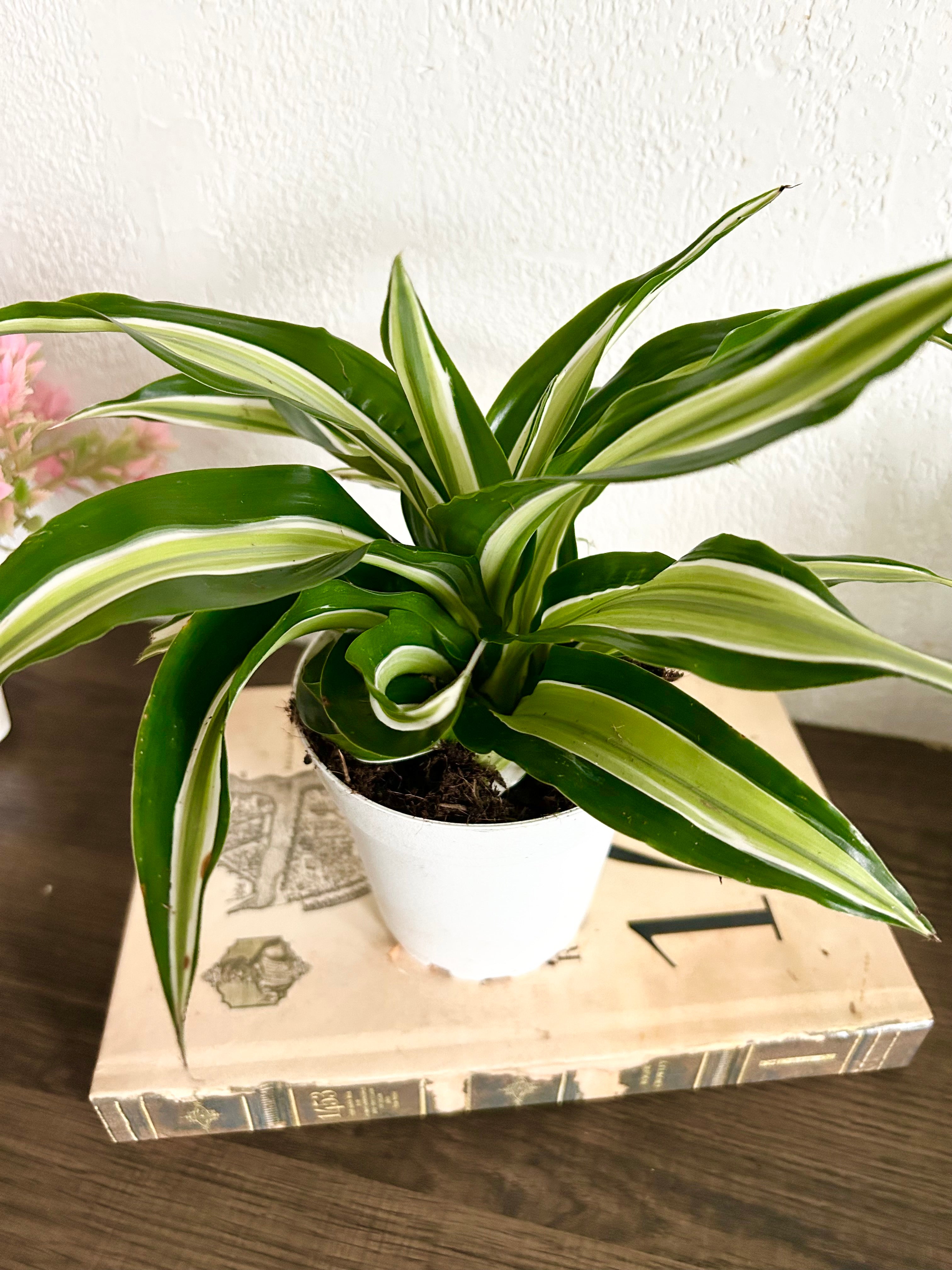 Dracaena Malaika