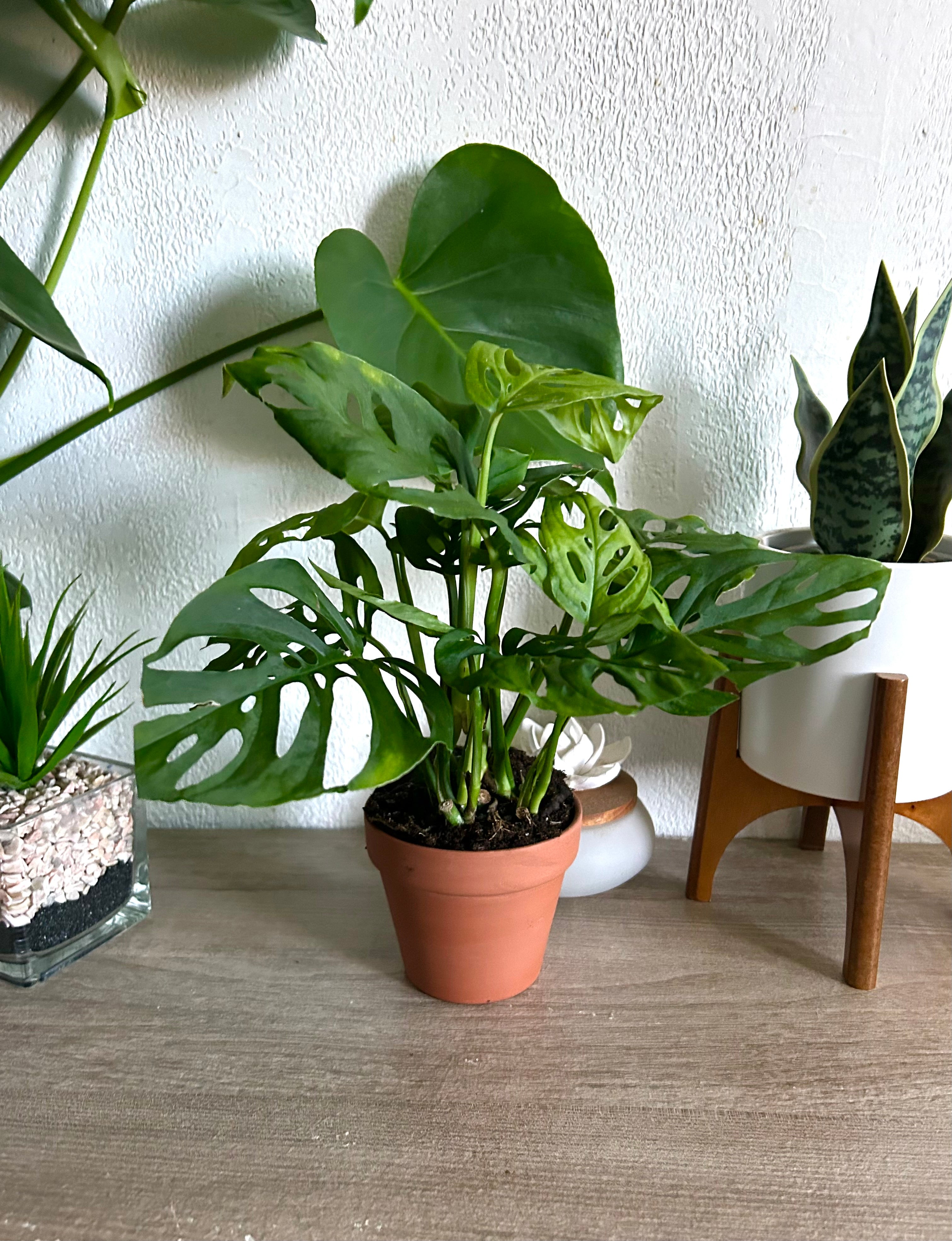 Monstera Adansonii - Swiss Cheese Plant