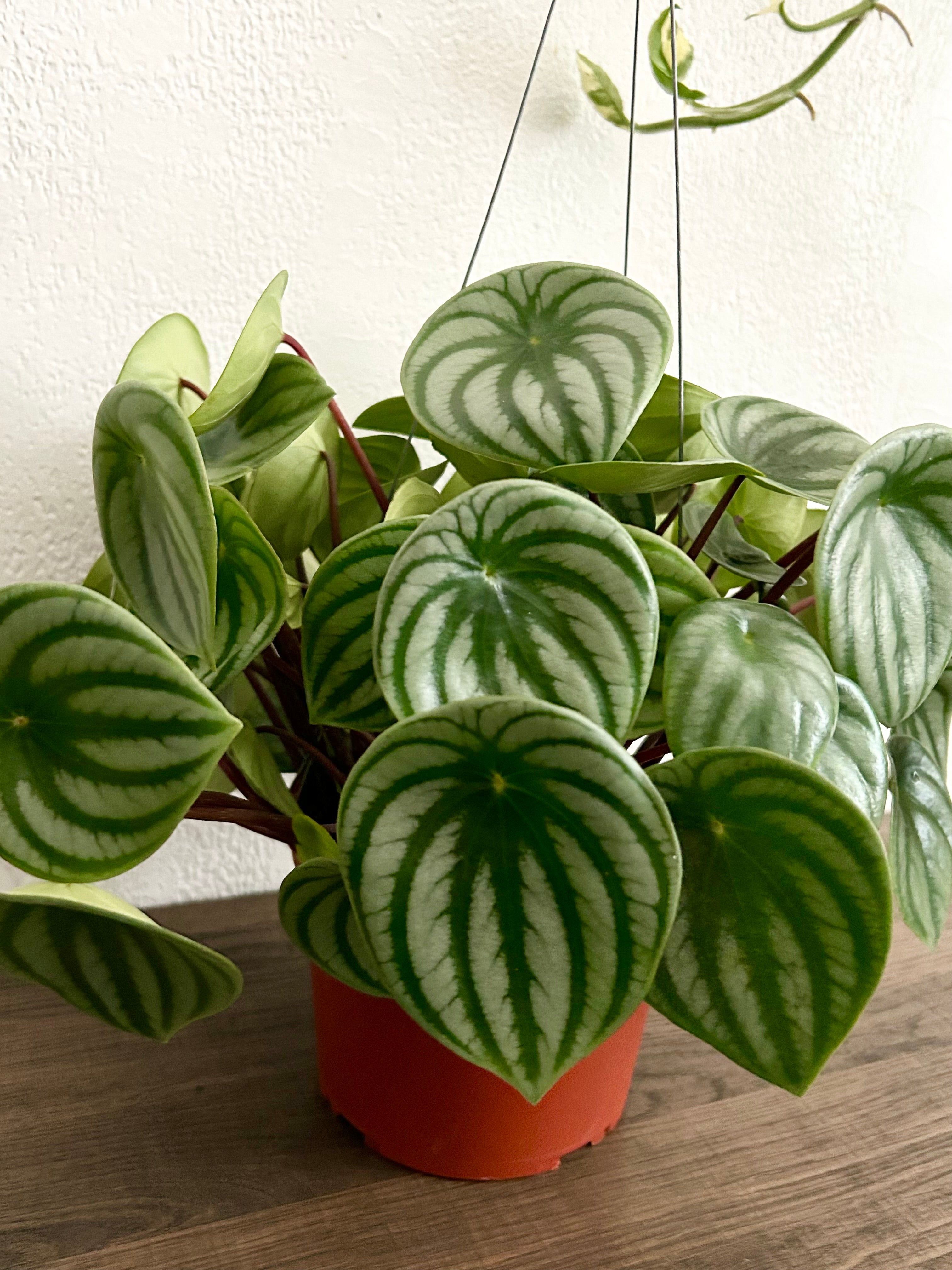 Live Peperomia Watermelon House Plant - In 6” Hanging Pot