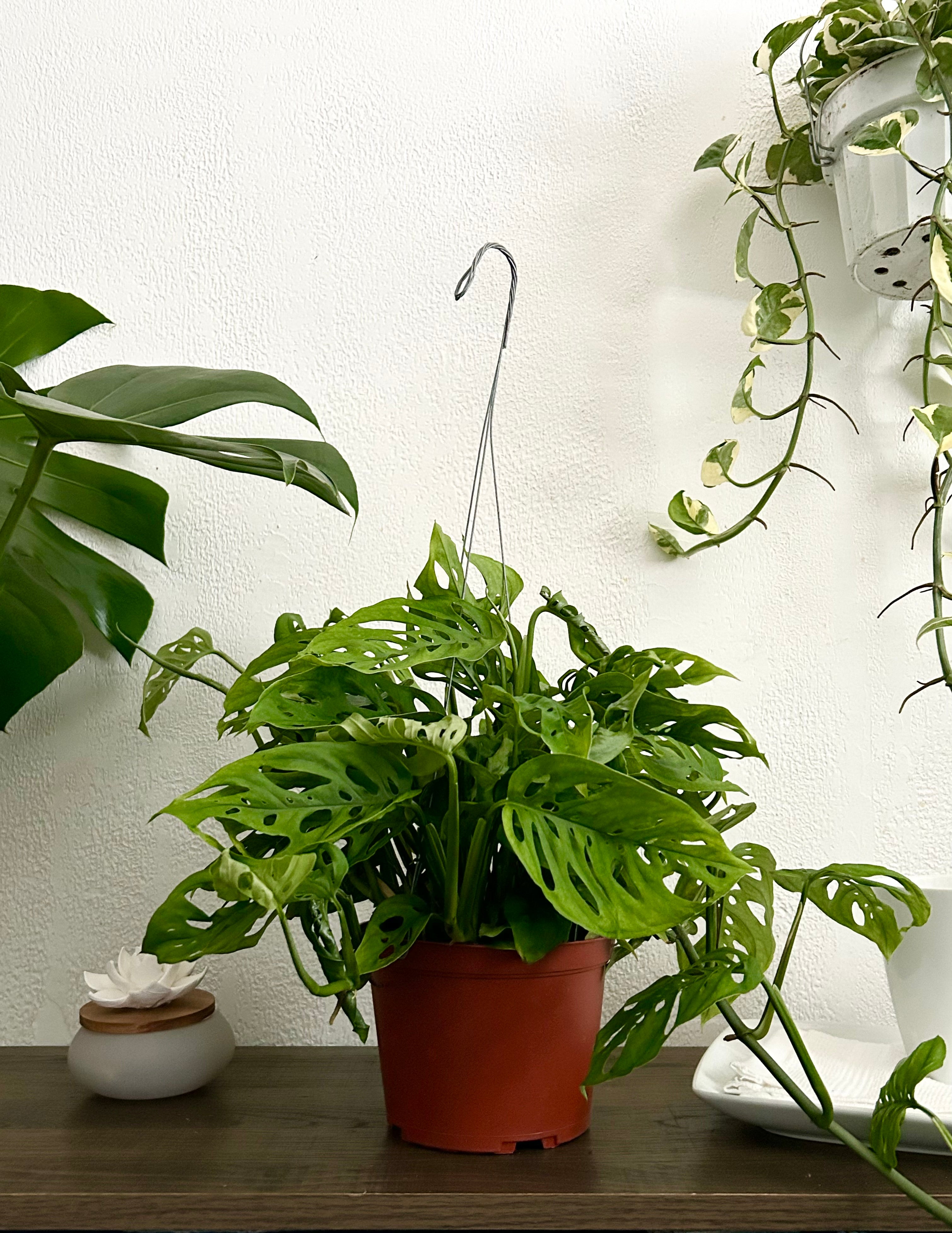 Monstera Andonsonii Live Trailing Plant In 6” Hanging Pot